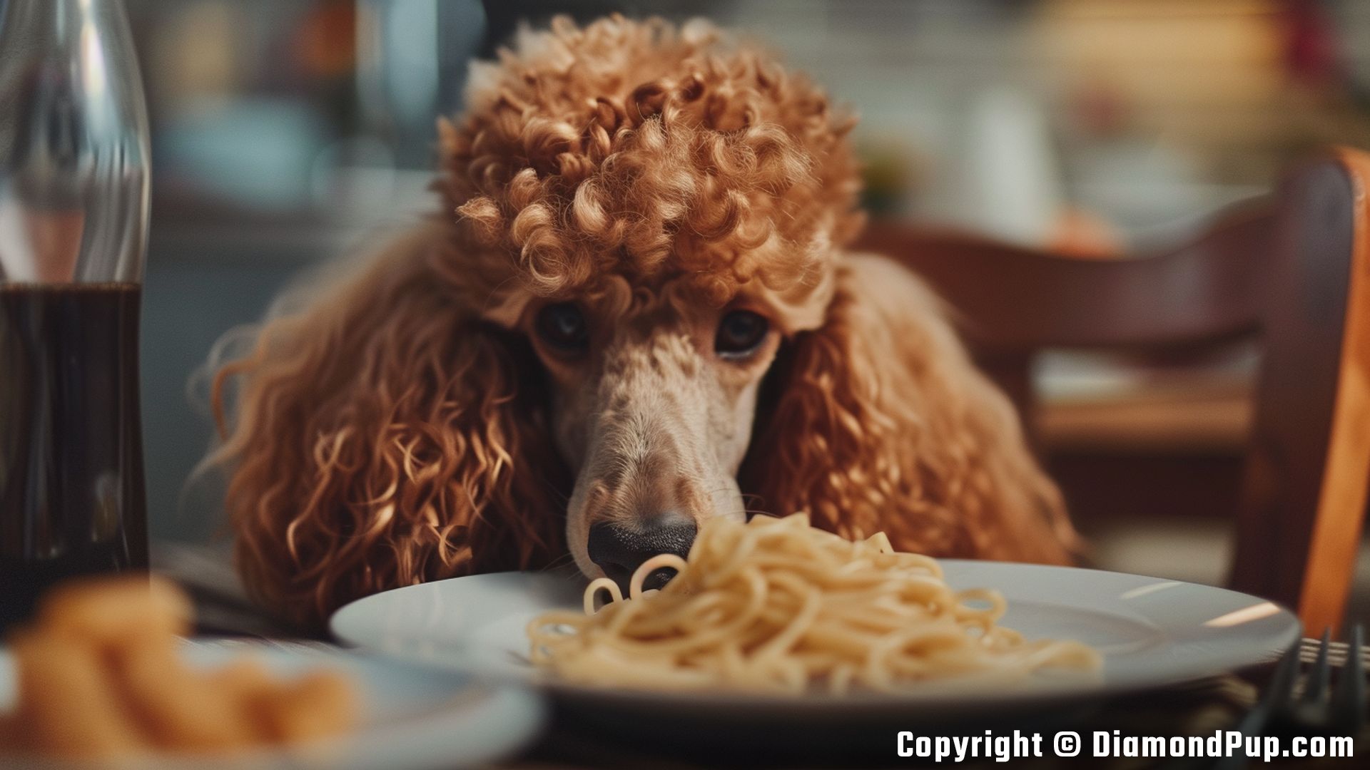 Photo of a Cute Poodle Eating Pasta