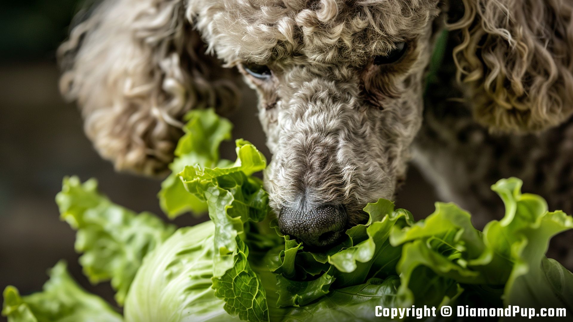 Photo of a Cute Poodle Snacking on Lettuce