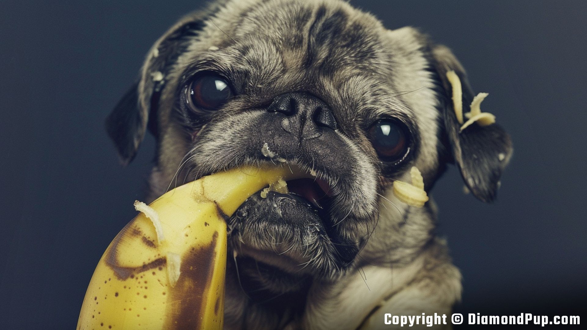 Photo of a Cute Pug Eating Banana