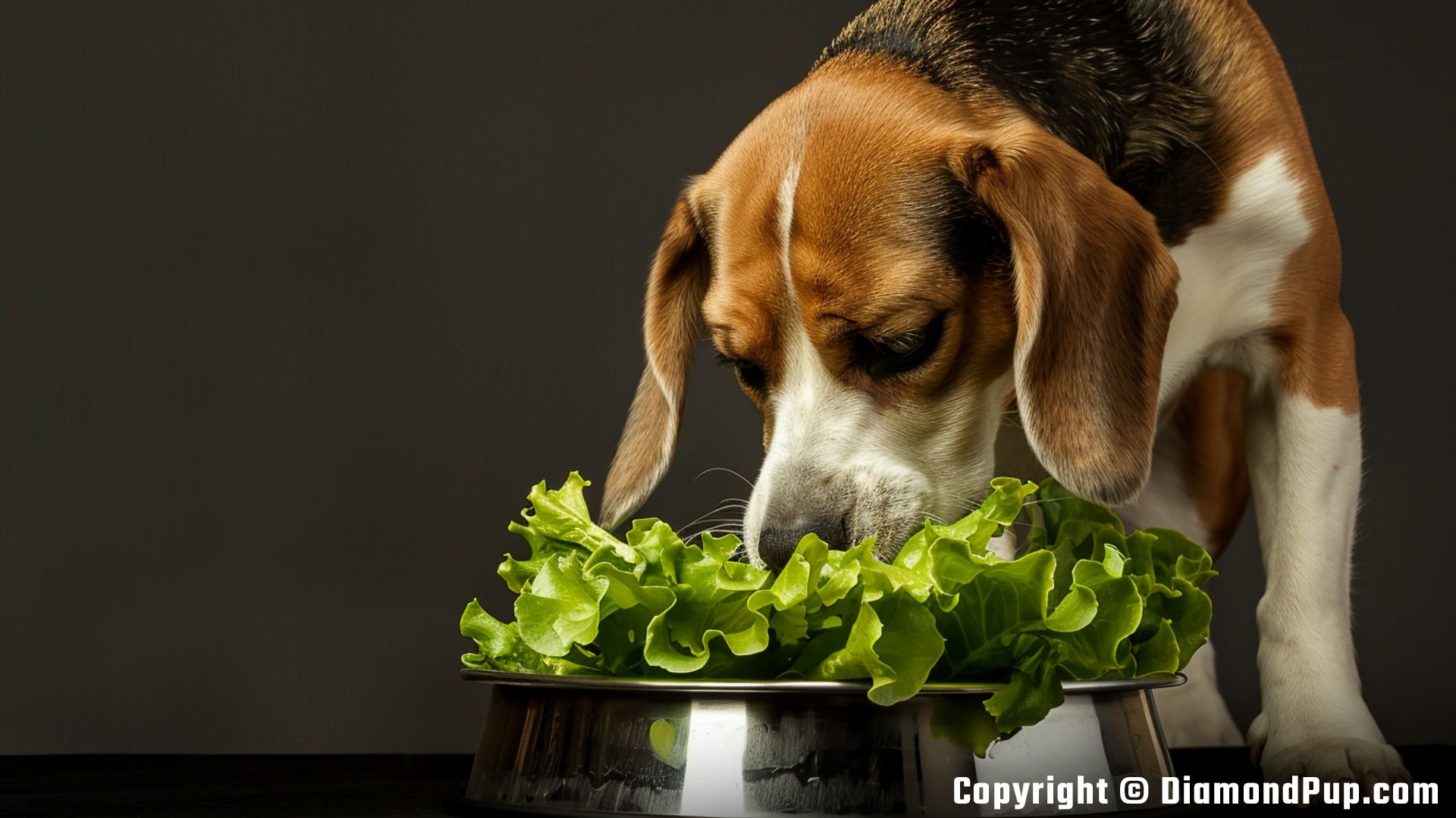 Photo of a Happy Beagle Snacking on Lettuce