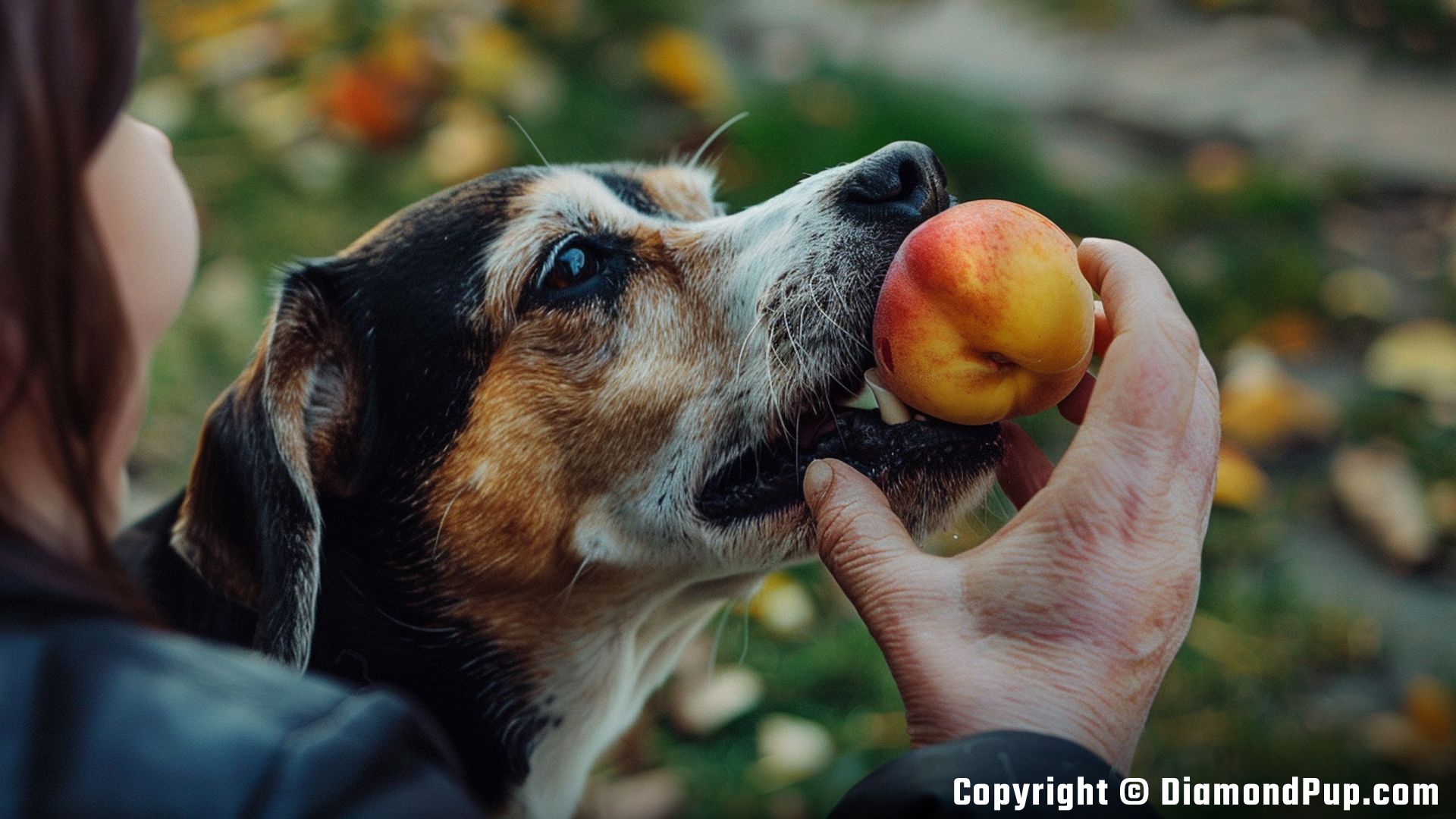 Photo of a Happy Beagle Snacking on Peaches