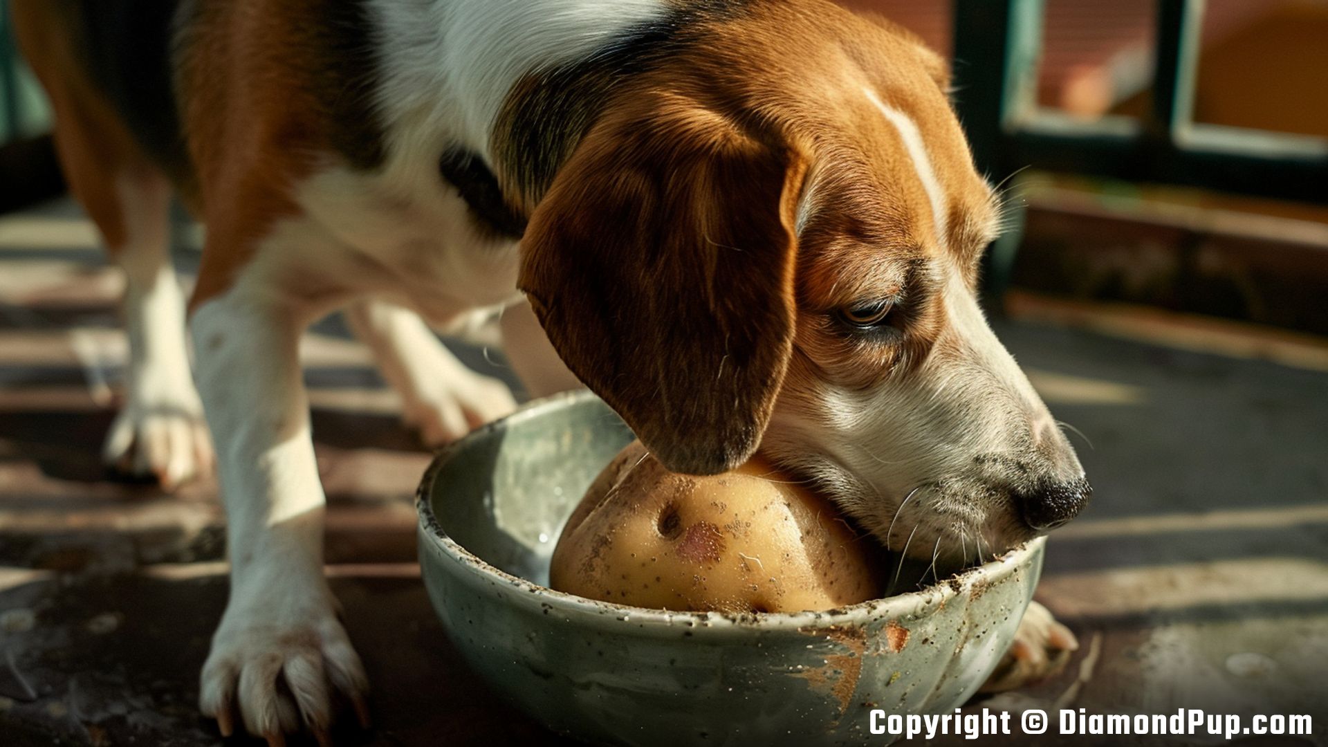 Photo of a Happy Beagle Snacking on Potato