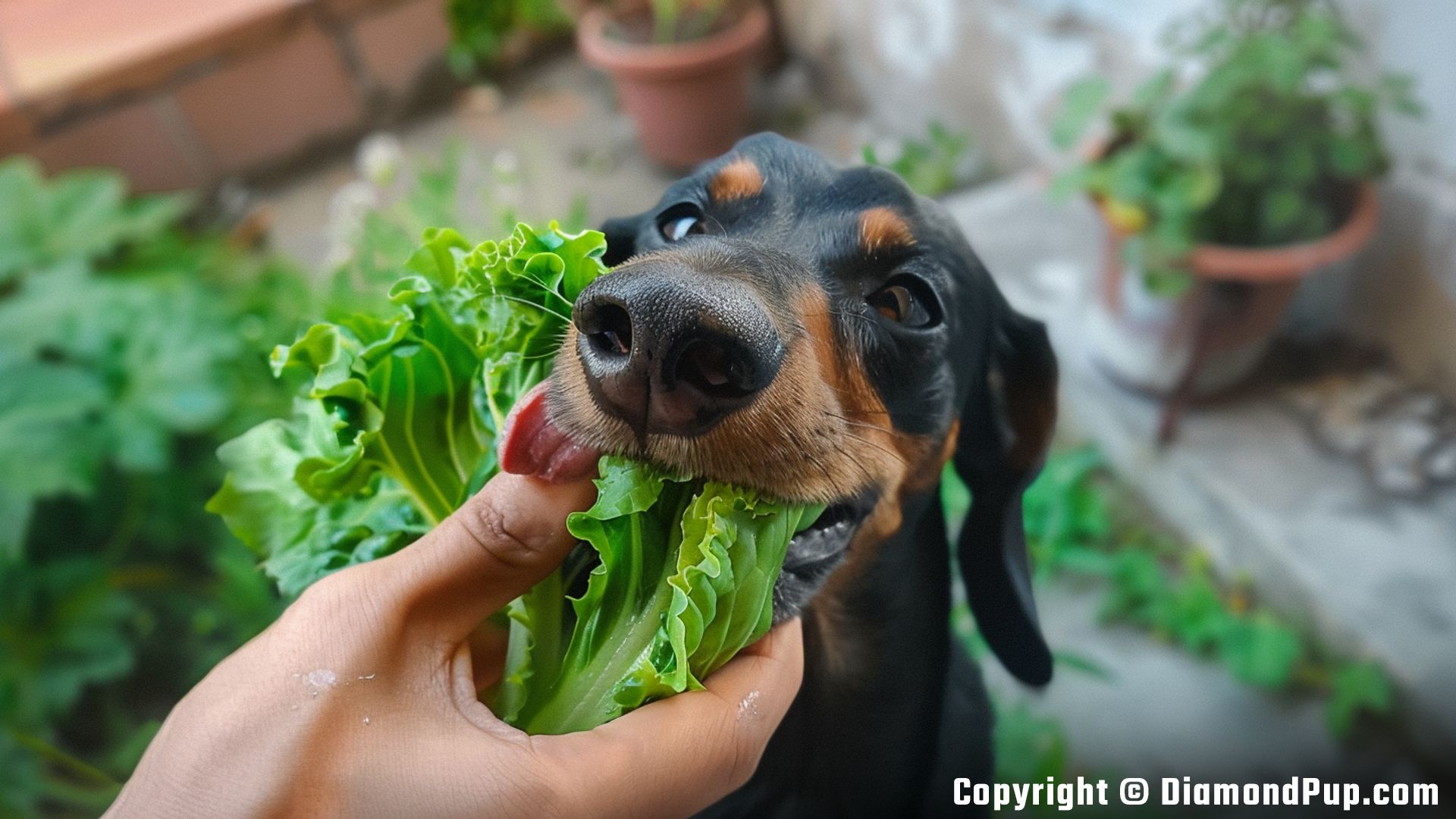 Photo of a Happy Dachshund Eating Lettuce