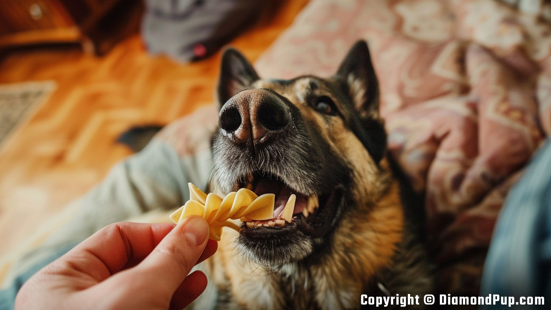 Photo of a Happy German Shepherd Snacking on Pasta