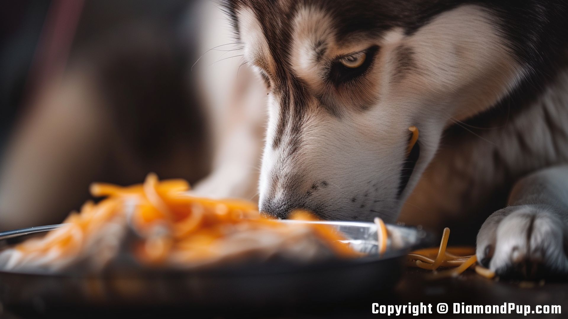 Photo of a Happy Husky Snacking on Pasta