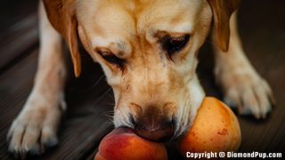 Photo of a Happy Labrador Eating Peaches