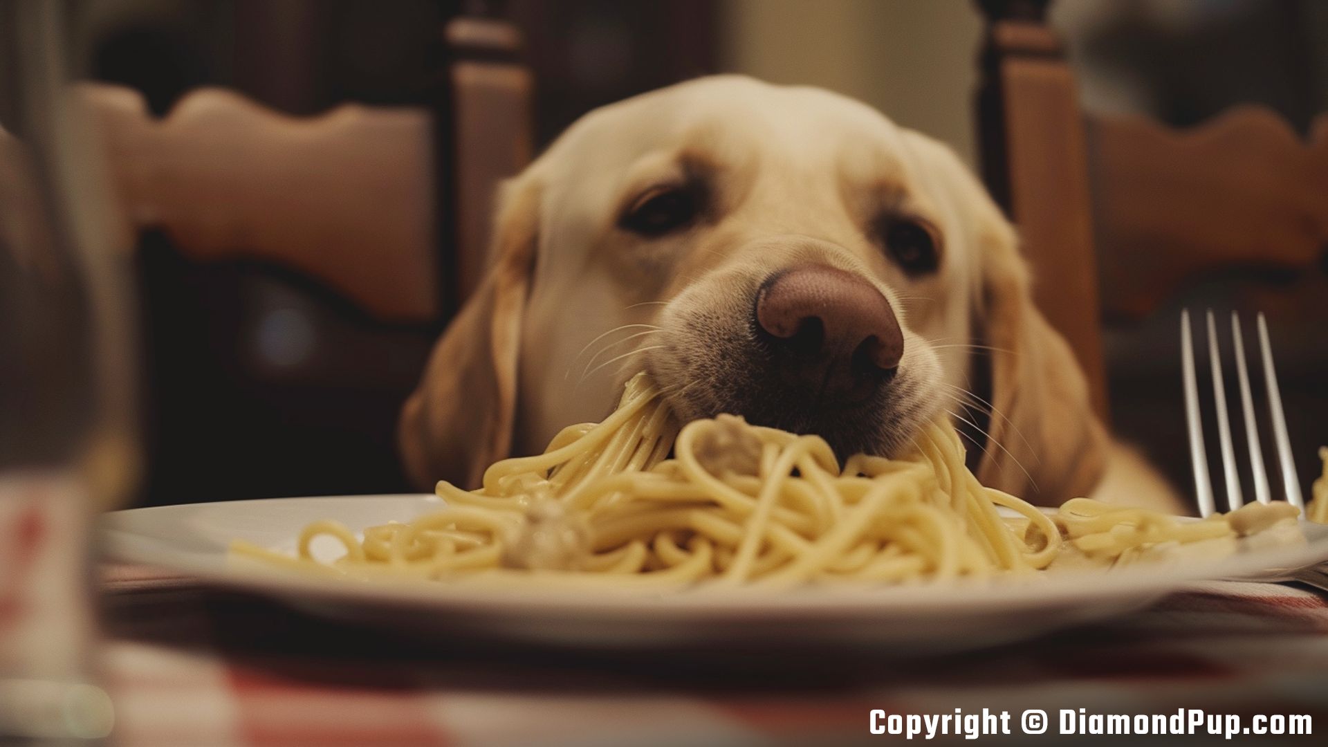 Photo of a Happy Labrador Snacking on Pasta