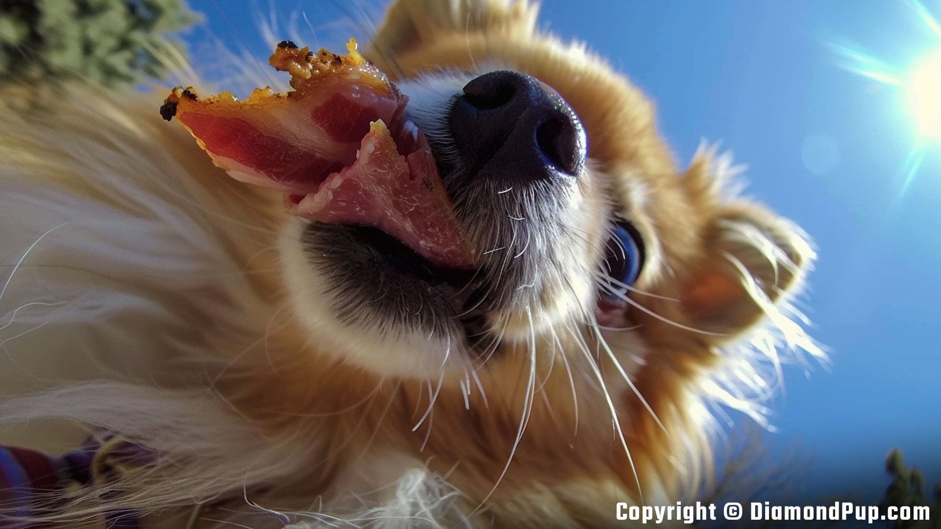 Photo of a Happy Pomeranian Snacking on Bacon