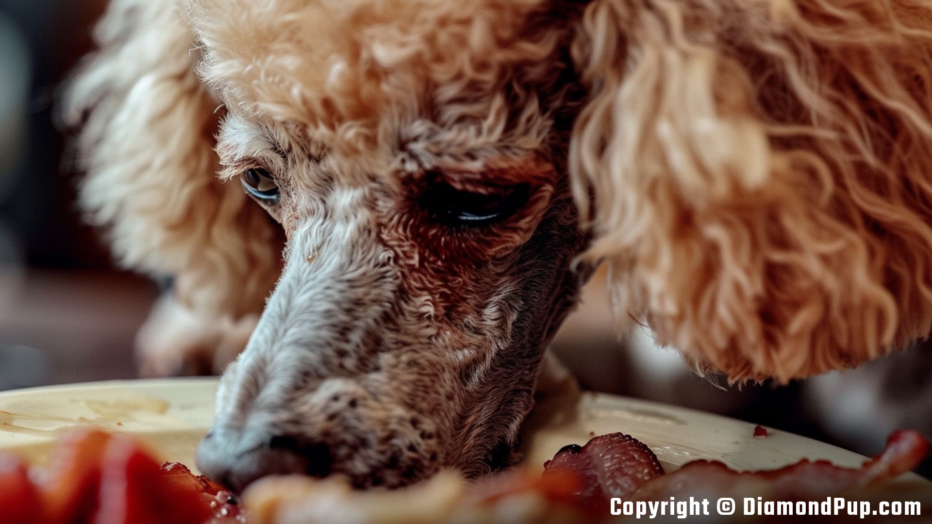 Photo of a Happy Poodle Eating Bacon