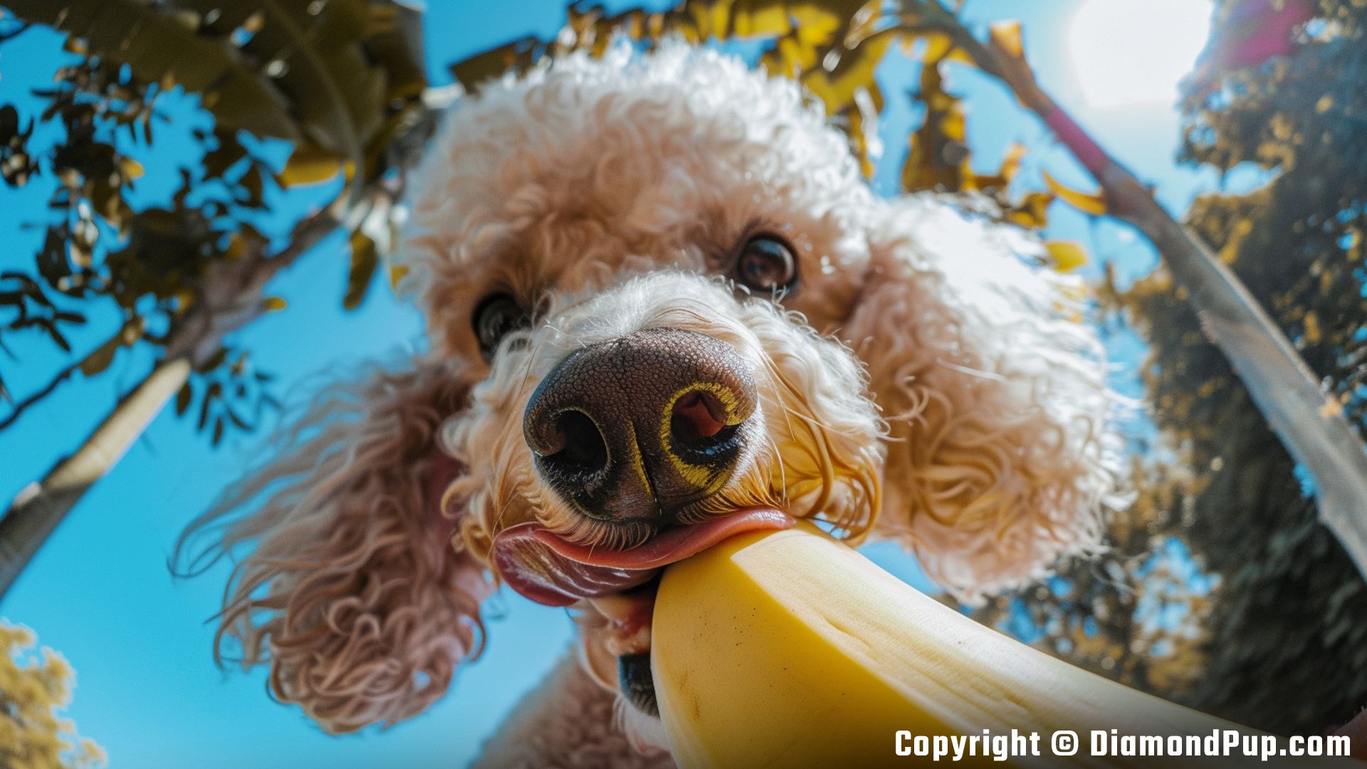 Photo of a Happy Poodle Eating Banana