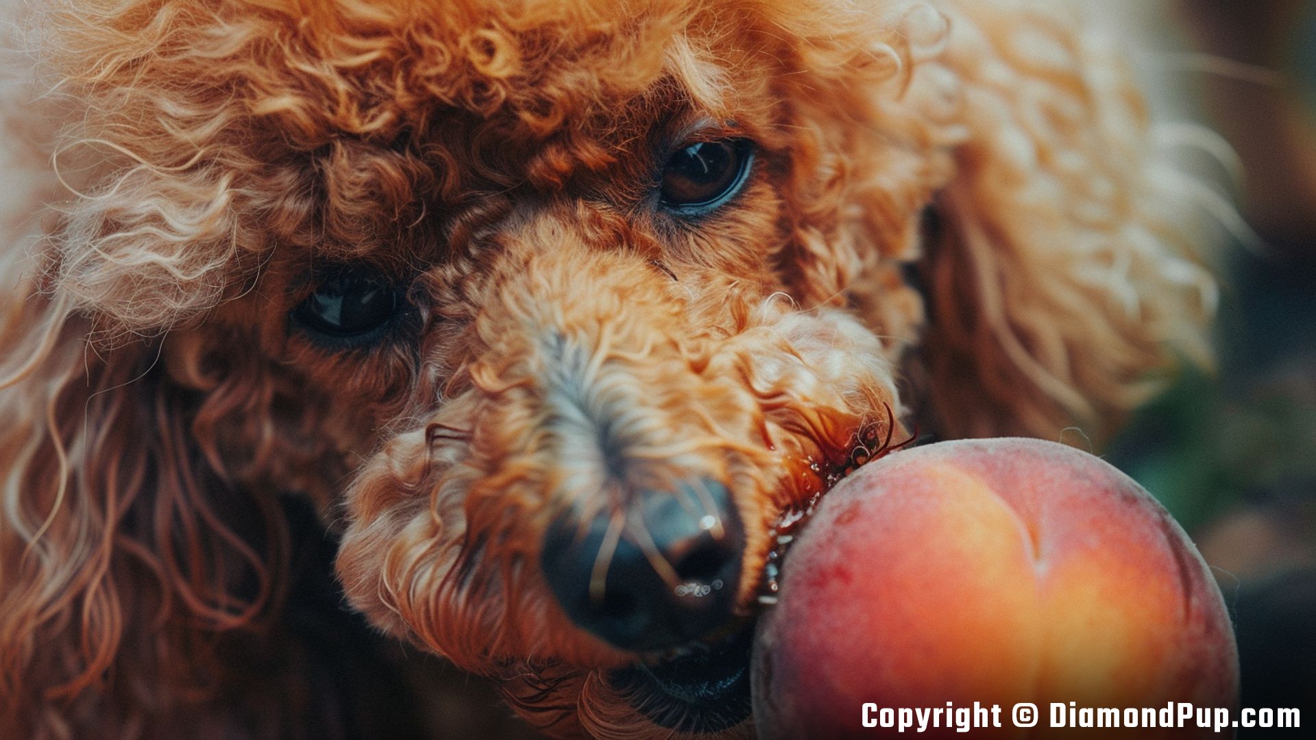 Photo of a Happy Poodle Eating Peaches