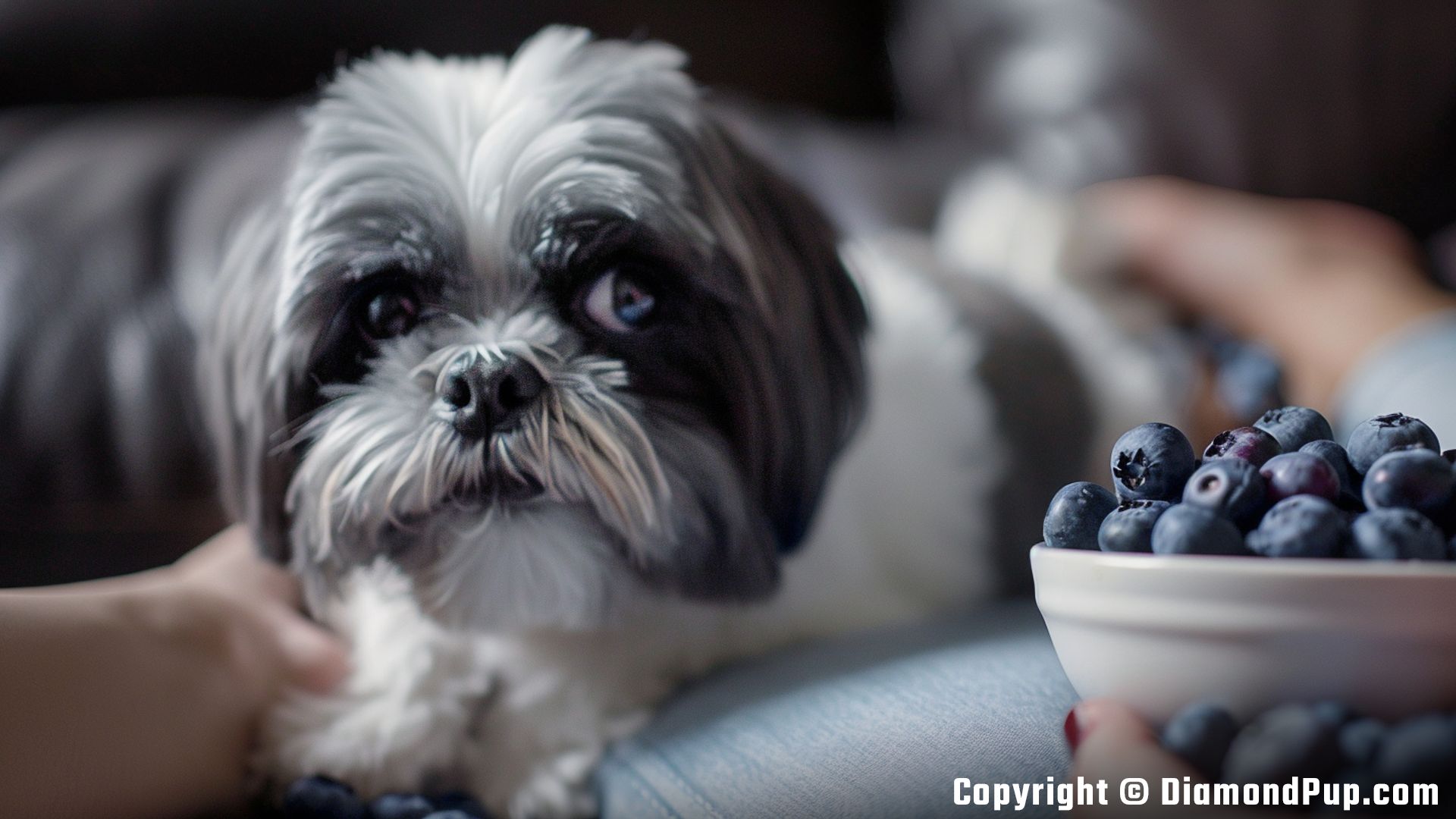 Photo of a Happy Shih Tzu Eating Blueberries