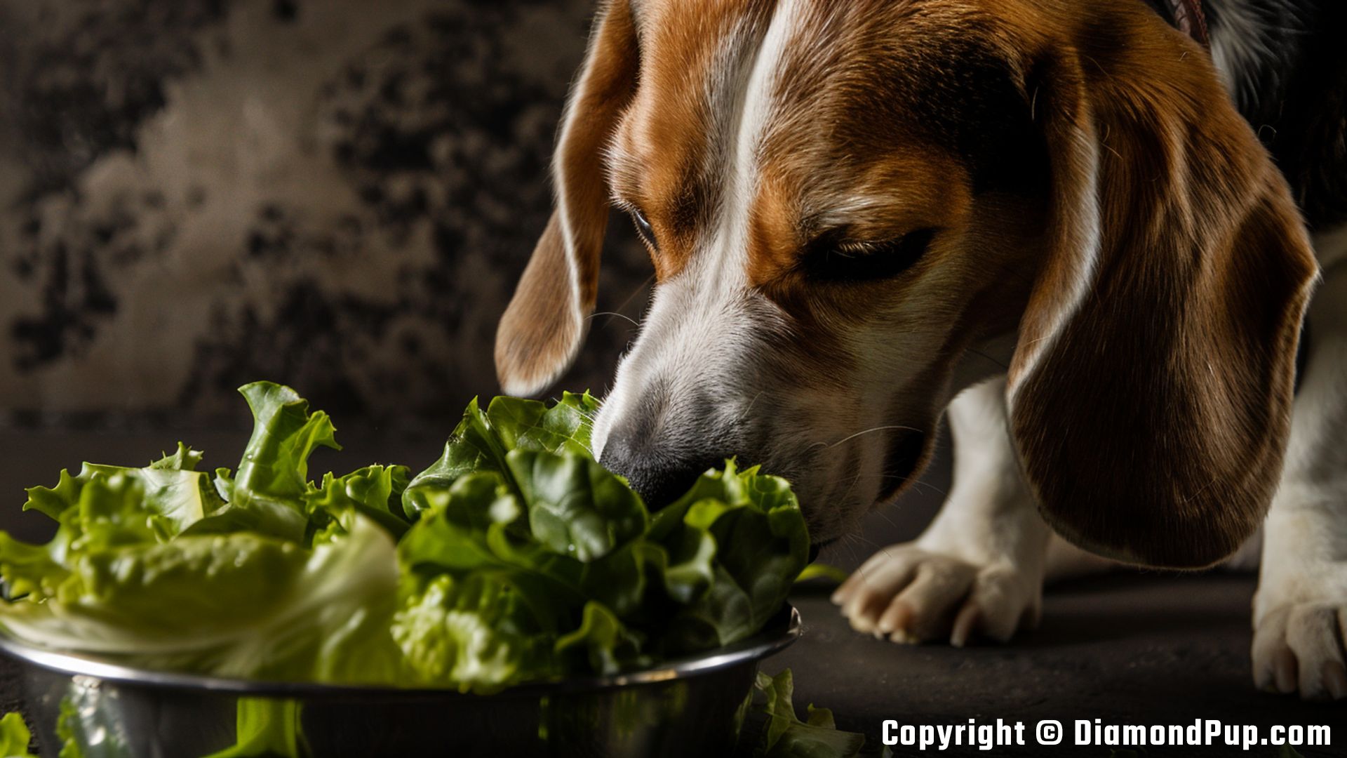 Photo of a Playful Beagle Eating Lettuce