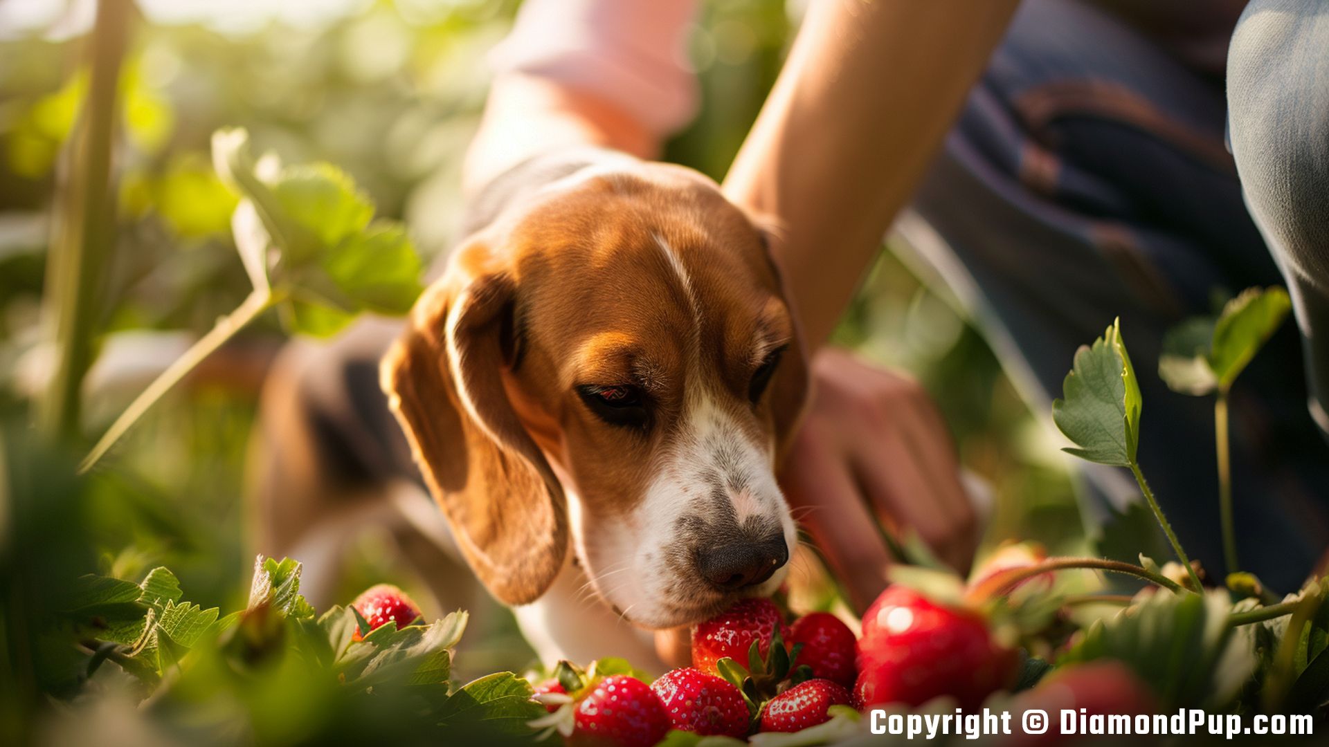 Photo of a Playful Beagle Eating Strawberries