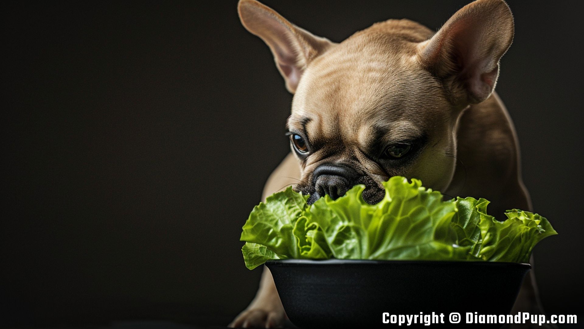 Photo of a Playful French Bulldog Eating Lettuce