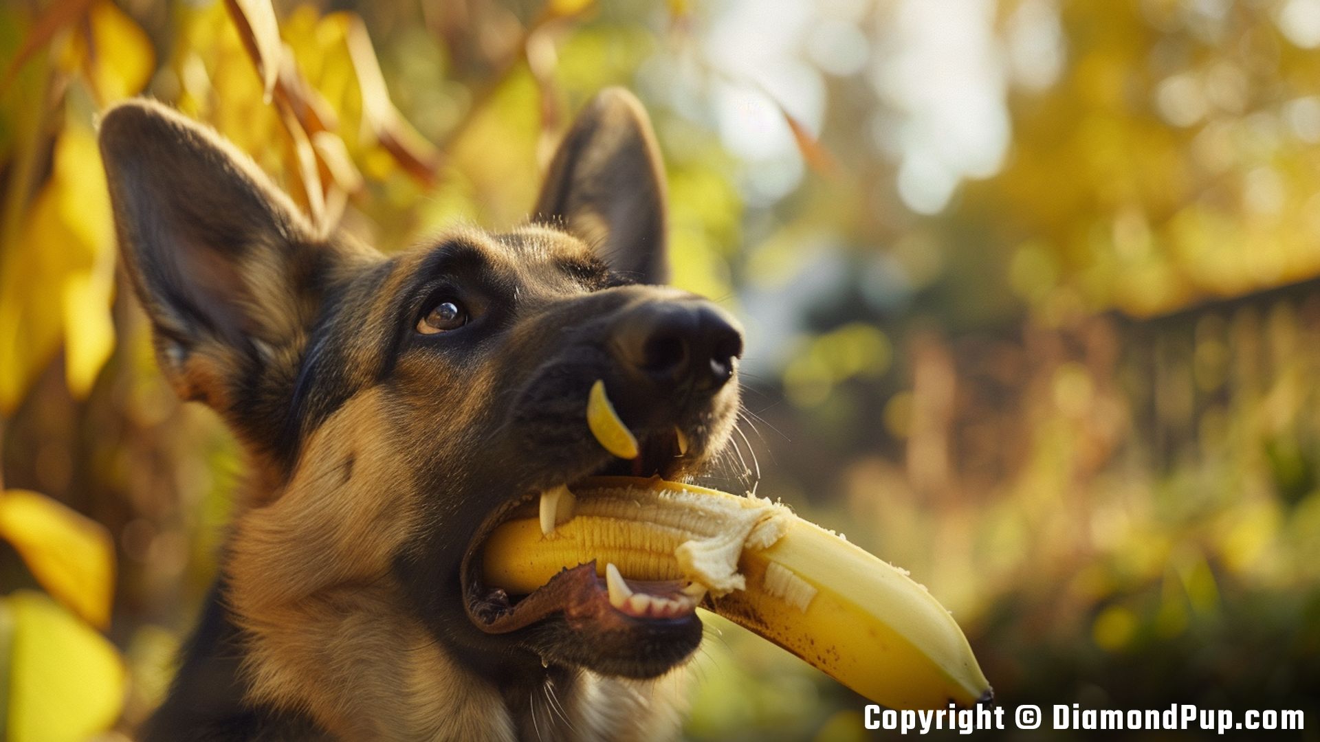 Photo of a Playful German Shepherd Eating Banana