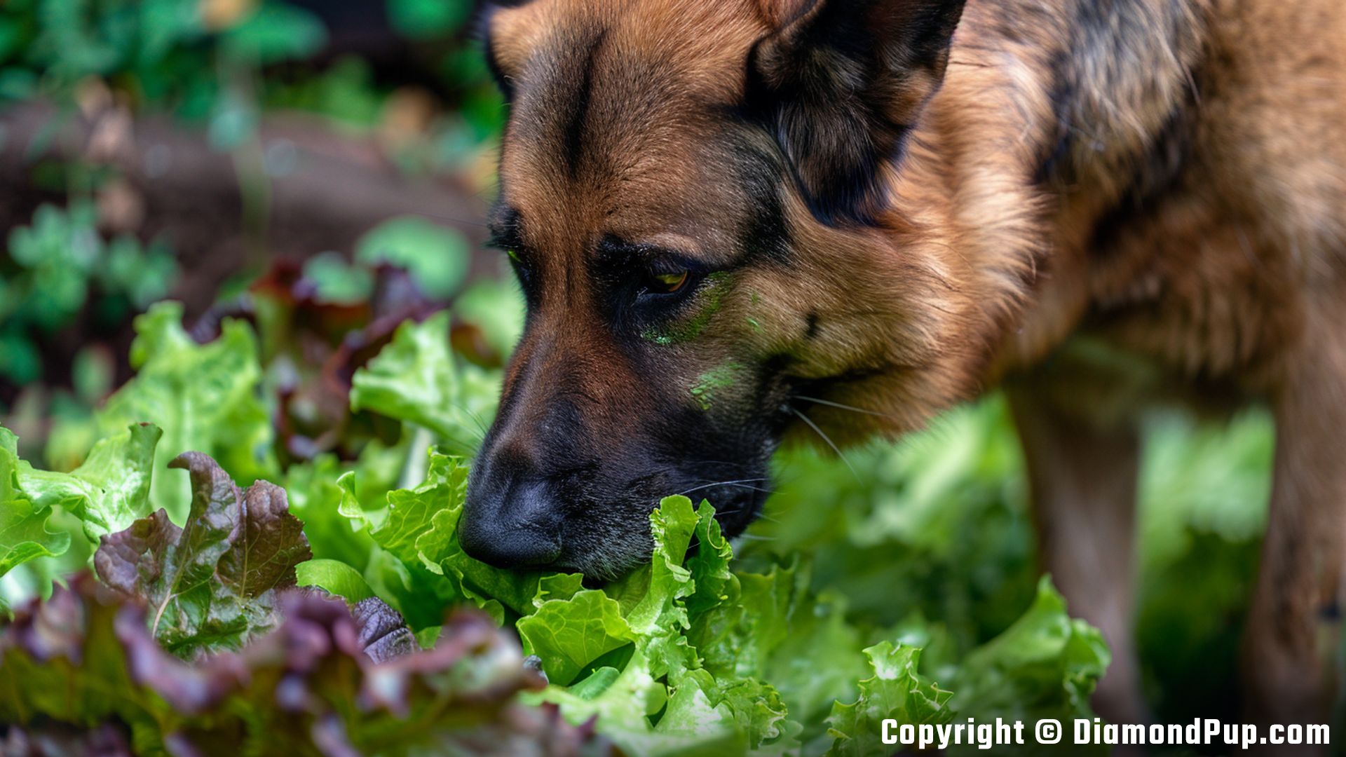 Photo of a Playful German Shepherd Eating Lettuce