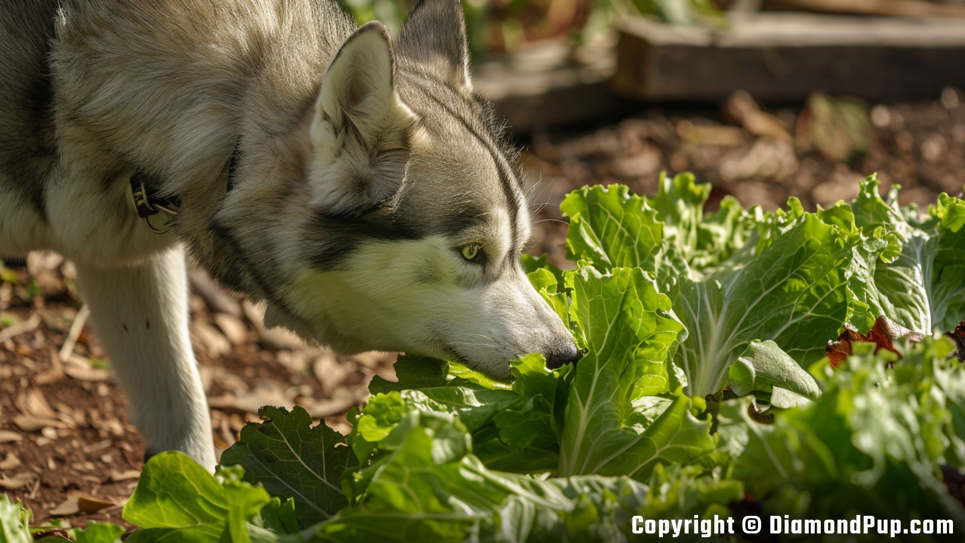 Photo of a Playful Husky Snacking on Lettuce