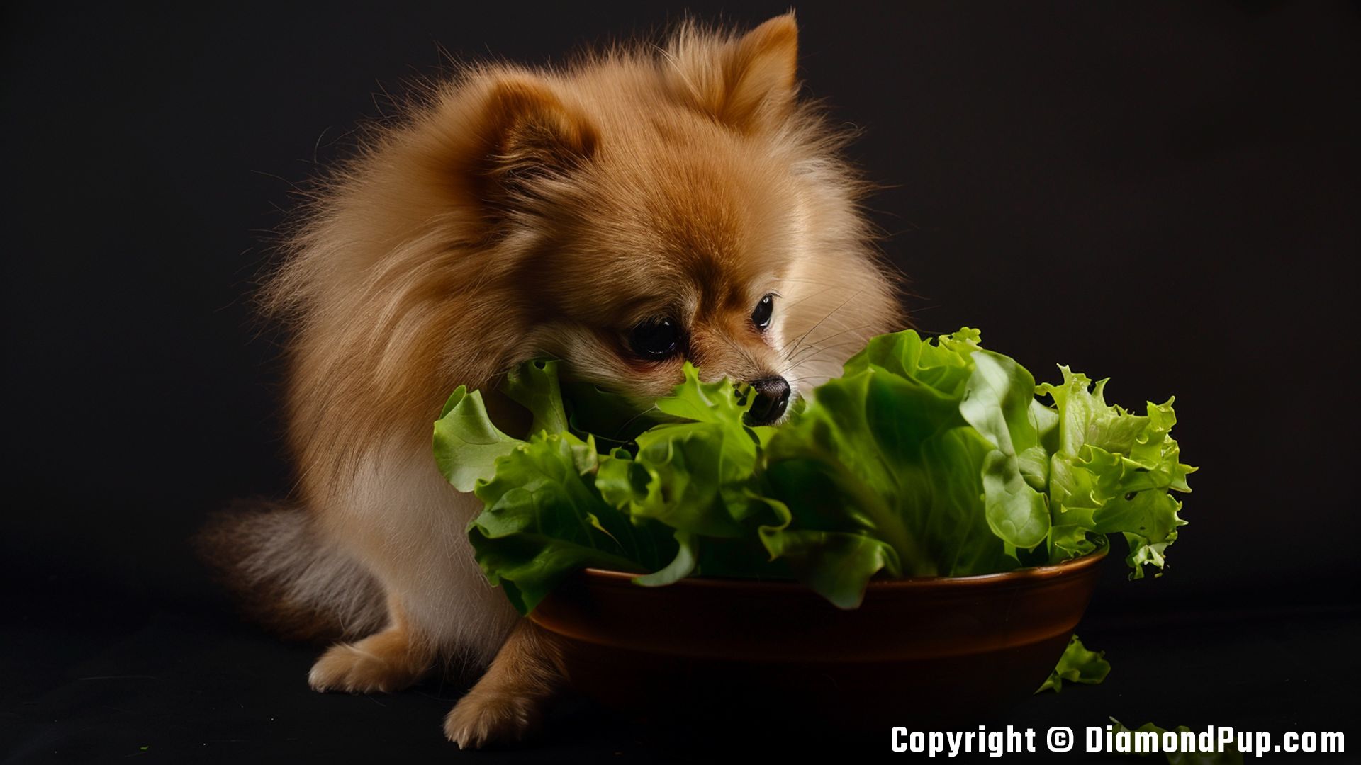 Photo of a Playful Pomeranian Eating Lettuce