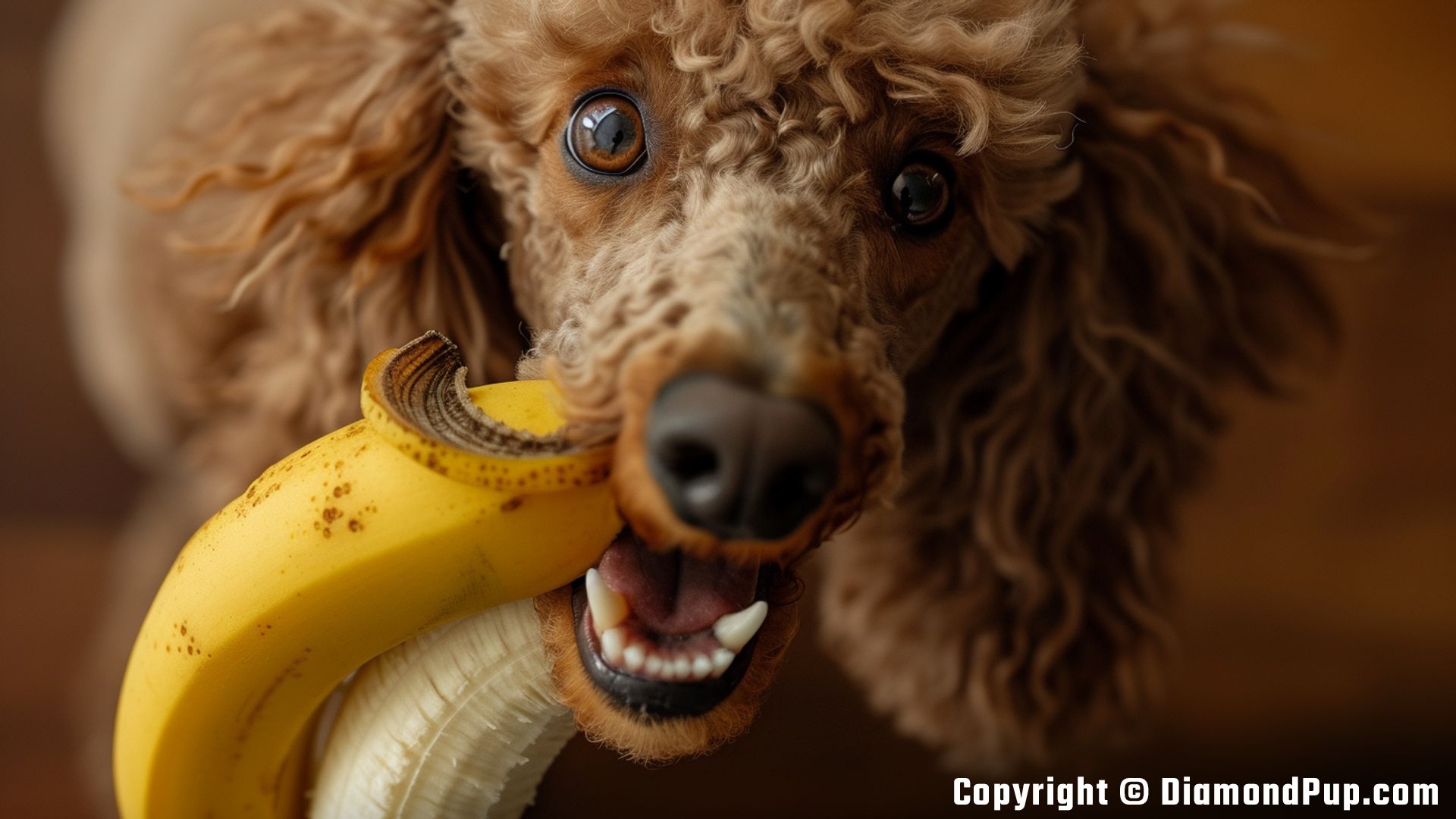 Photo of a Playful Poodle Eating Banana
