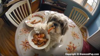 Photo of a Playful Shih Tzu Eating Bacon