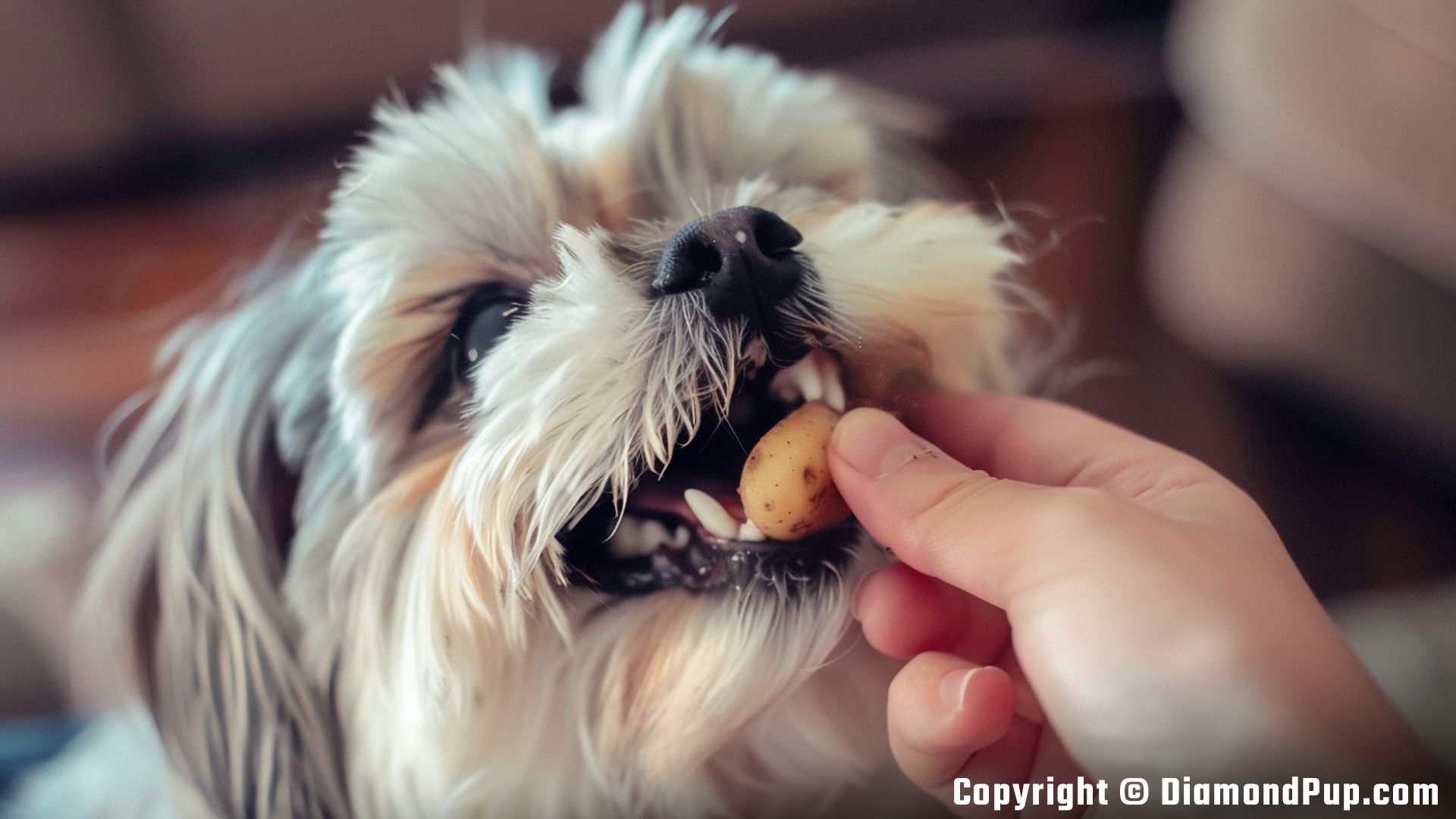 Photo of a Playful Shih Tzu Snacking on Potato