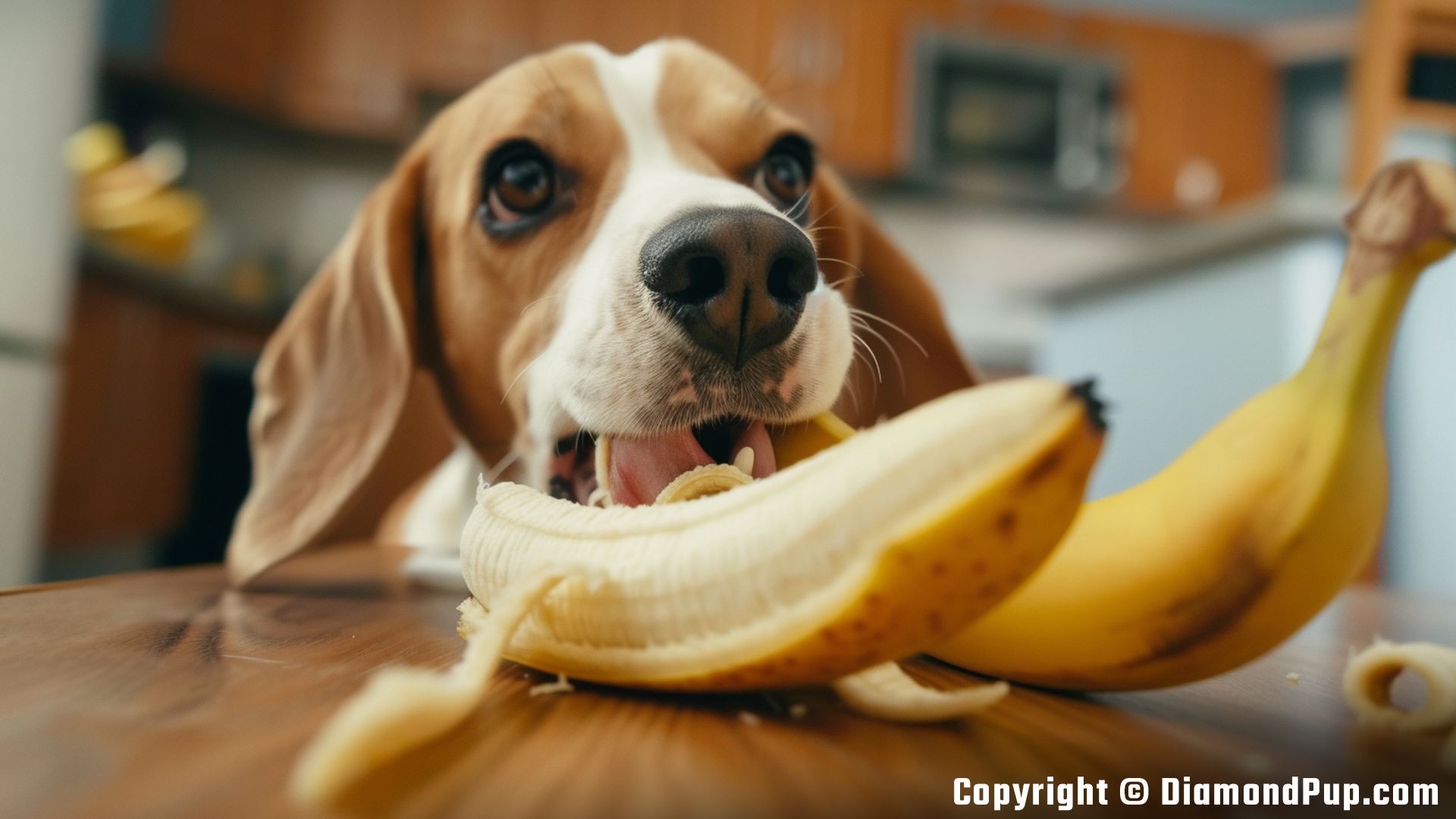 Photo of an Adorable Beagle Eating Banana