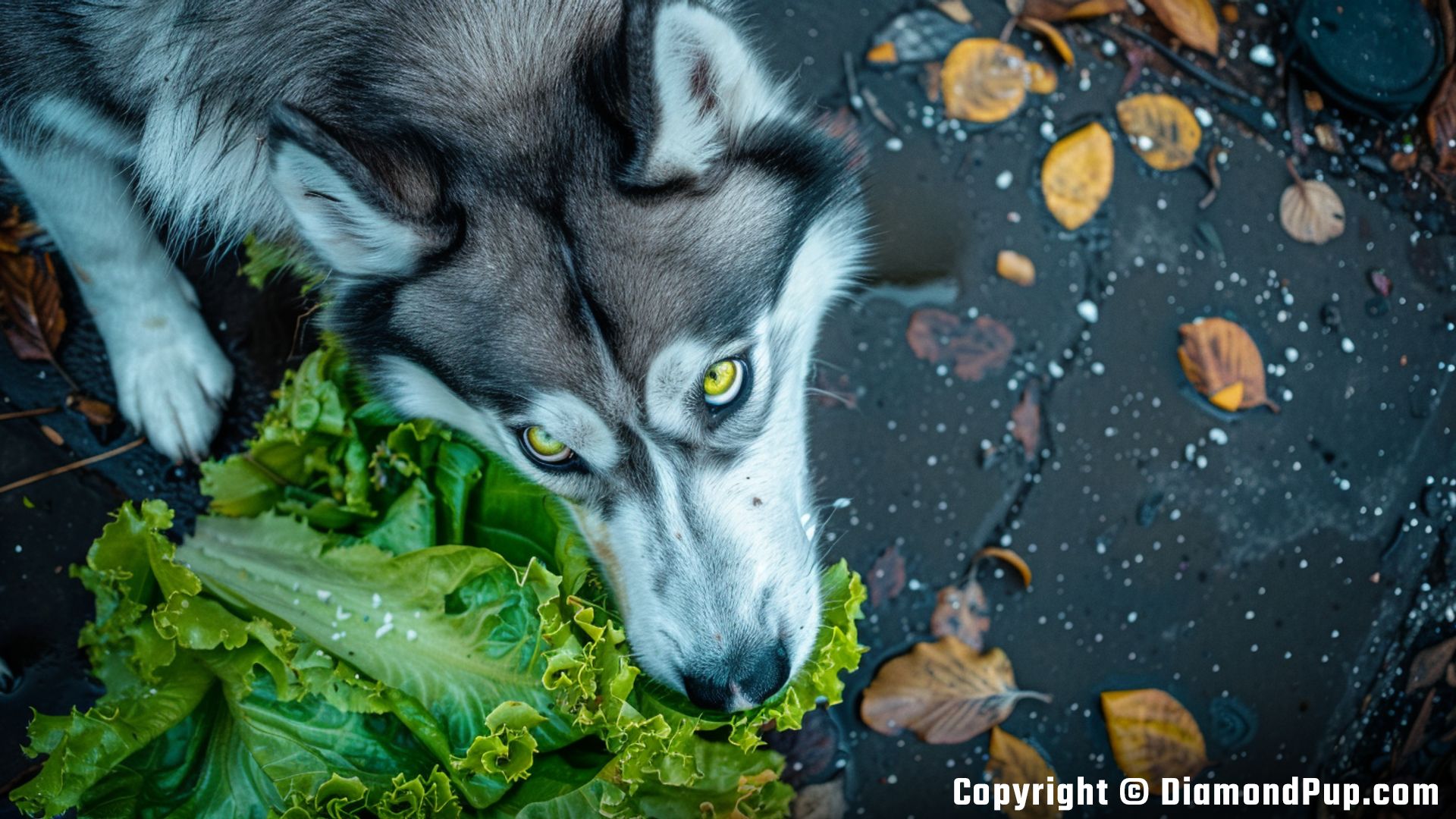 Photo of an Adorable Husky Eating Lettuce