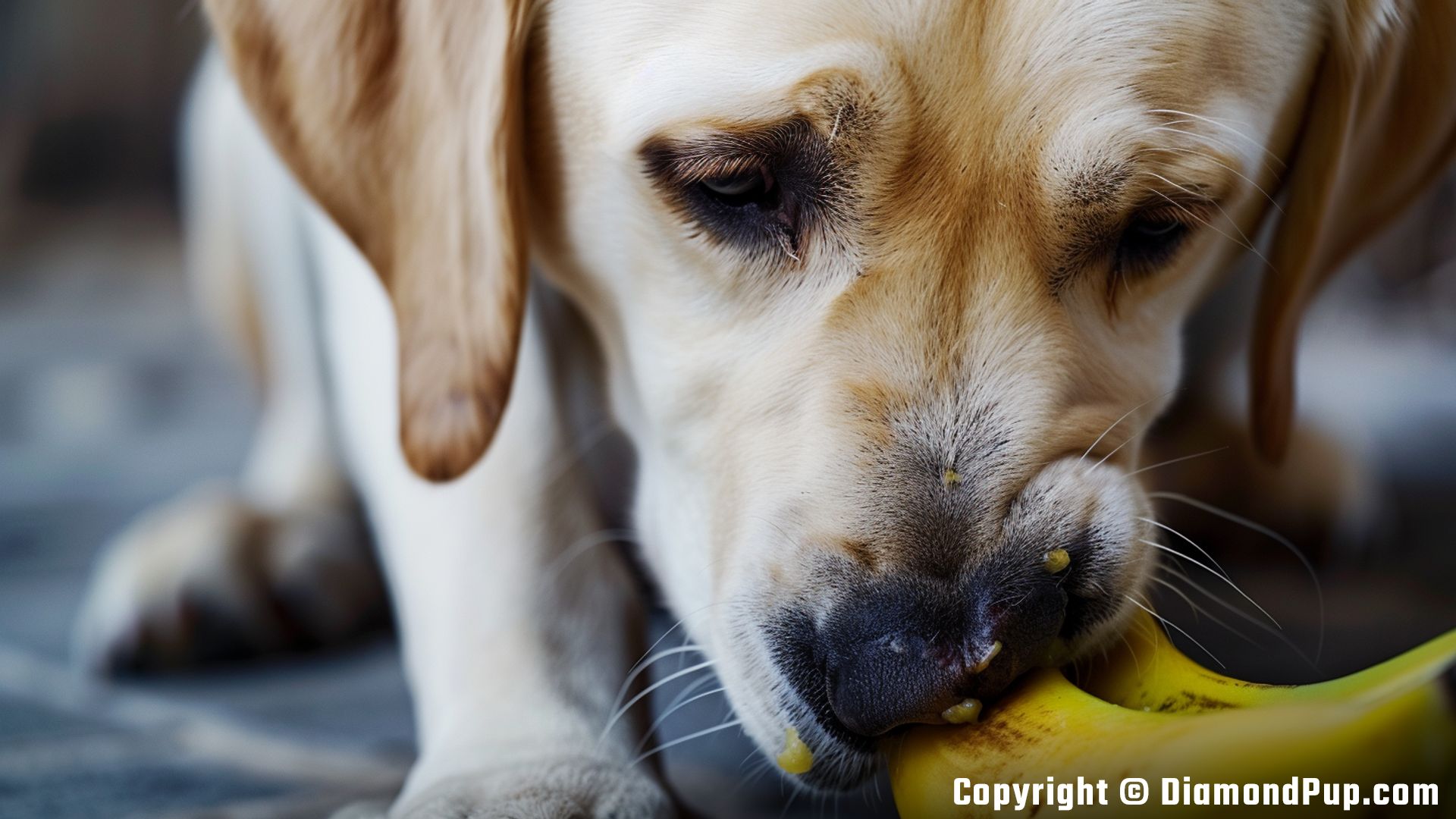 Photo of an Adorable Labrador Eating Banana