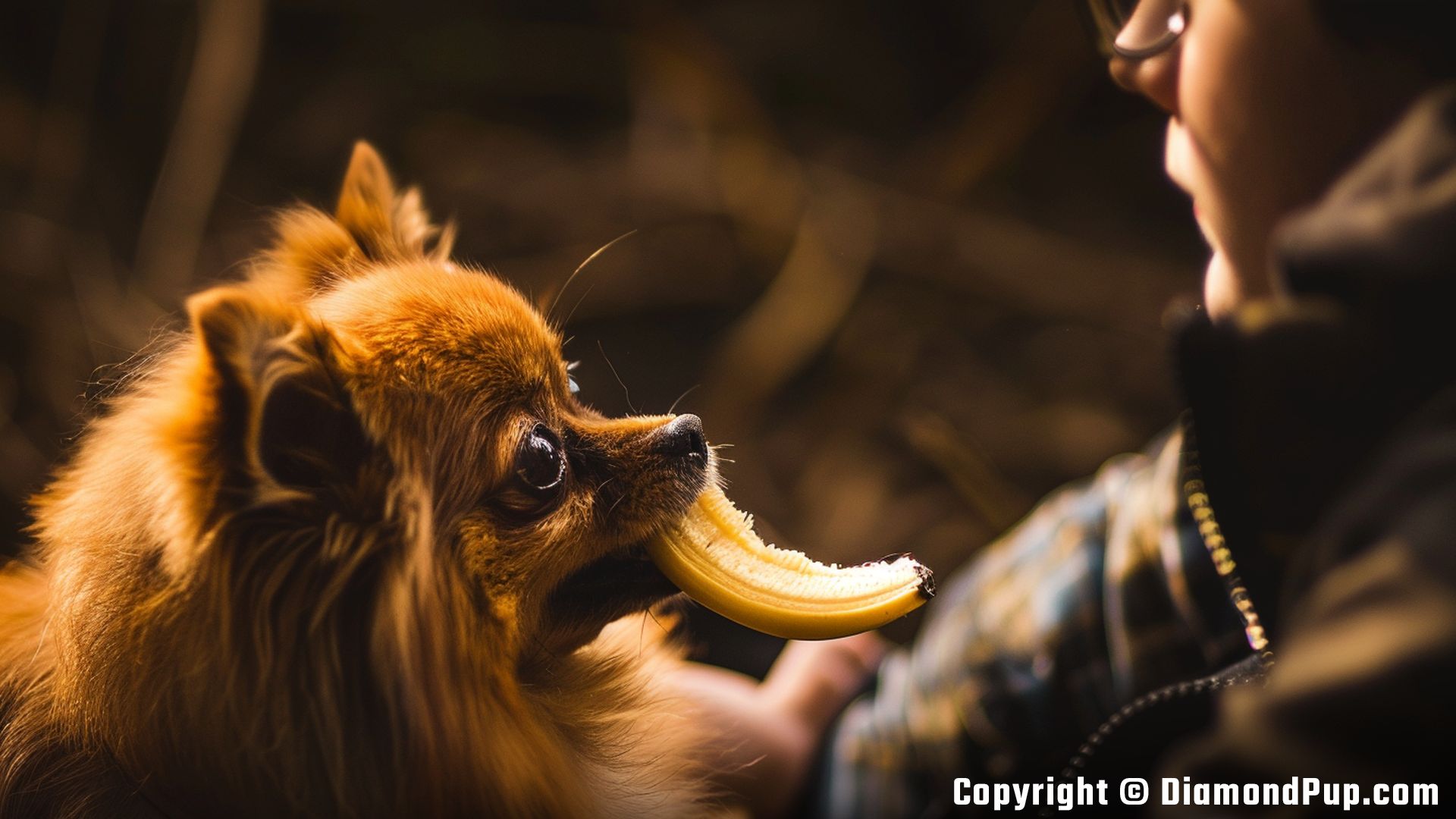 Photo of an Adorable Pomeranian Eating Banana