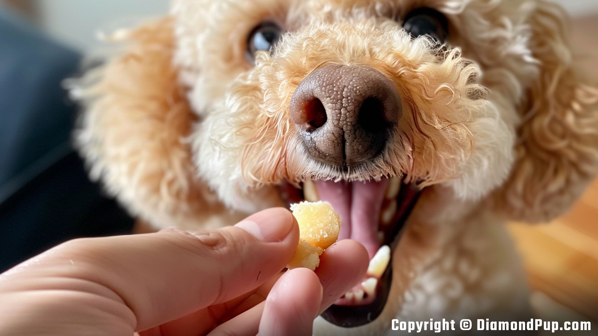 Photo of an Adorable Poodle Eating Potato