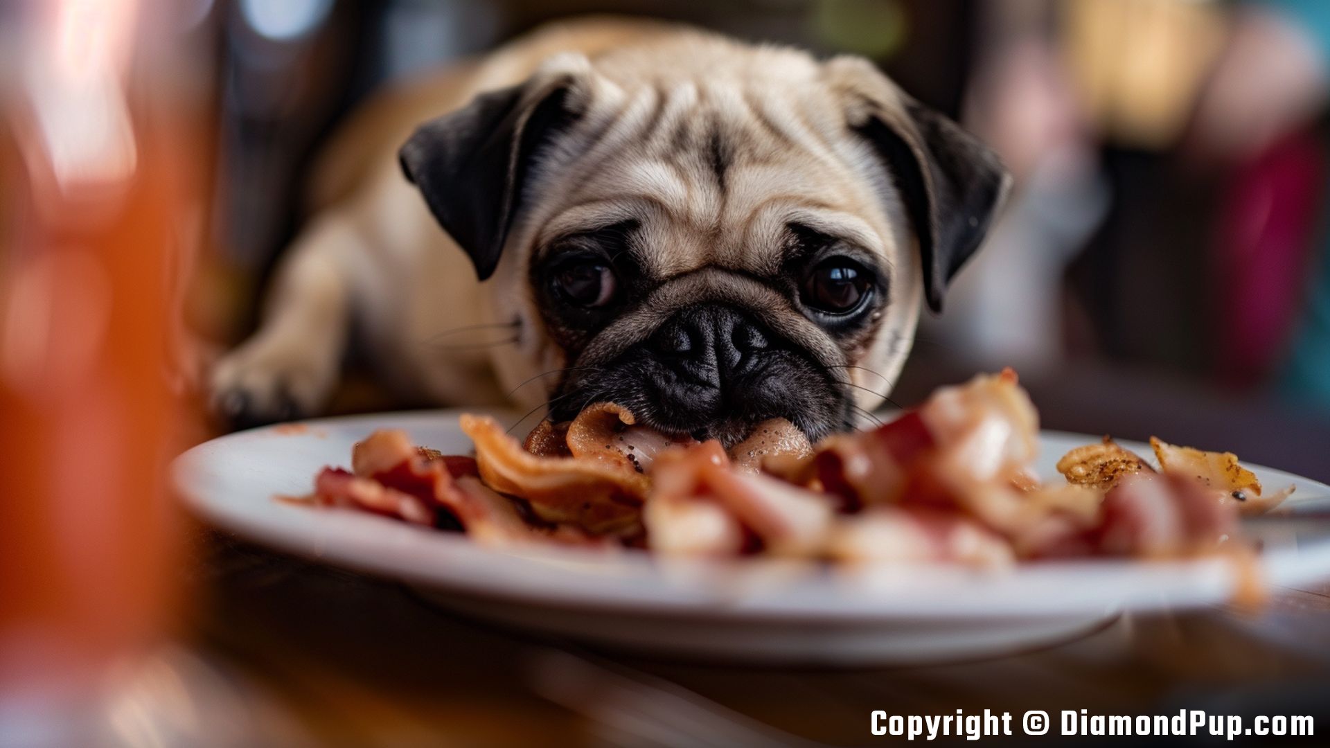 Photo of an Adorable Pug Eating Bacon