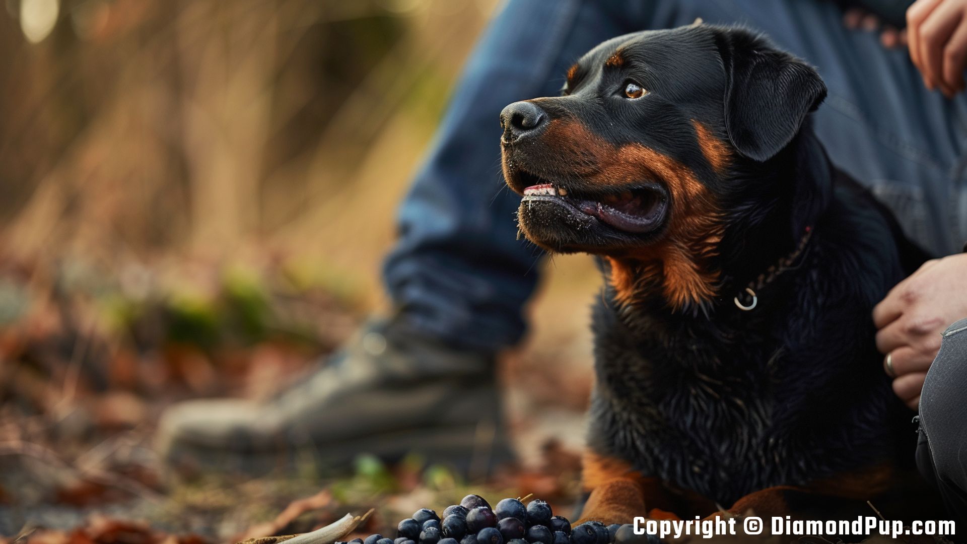 Photo of an Adorable Rottweiler Eating Blueberries