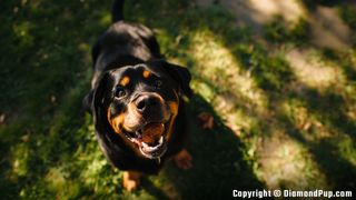 Photo of an Adorable Rottweiler Eating Chicken