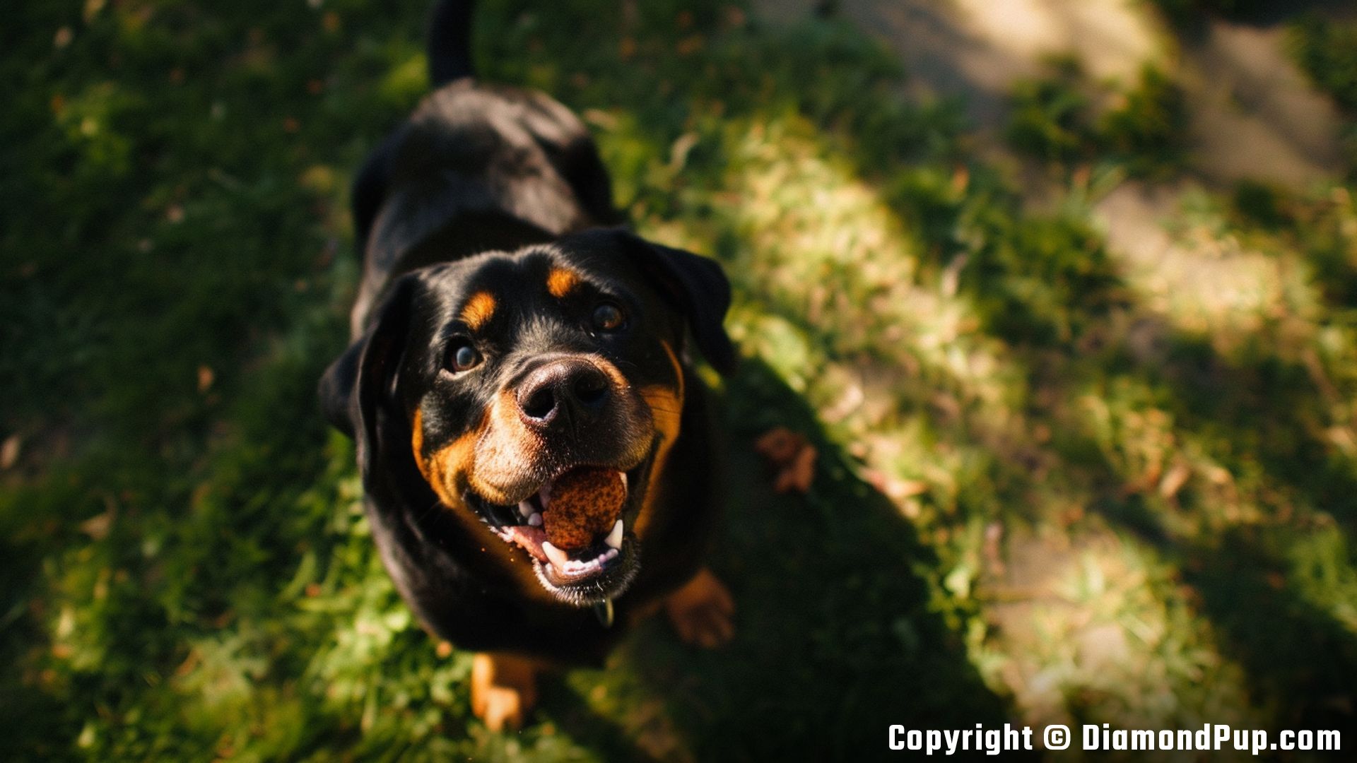 Photo of an Adorable Rottweiler Eating Chicken
