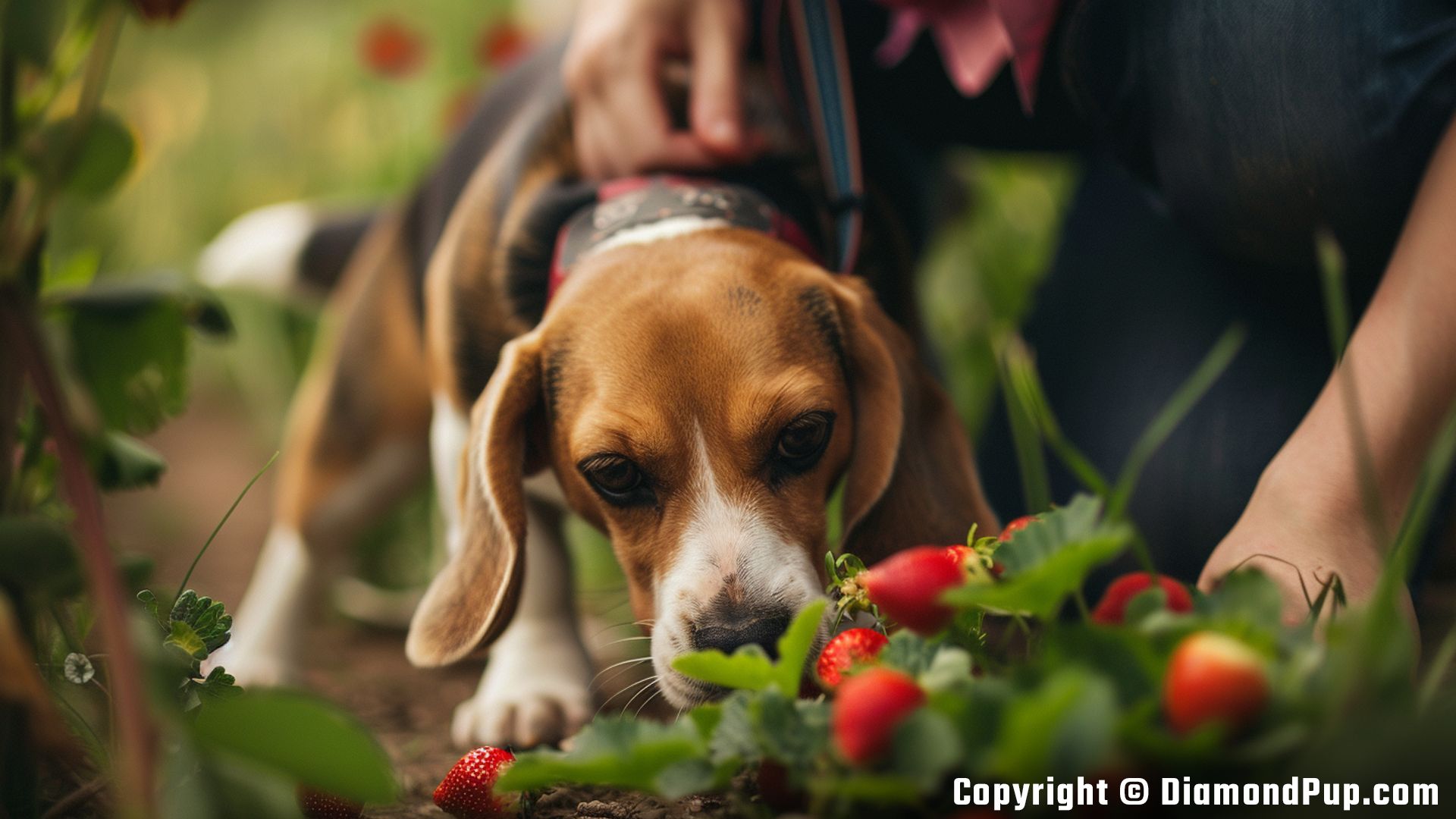 Photo of Beagle Snacking on Strawberries