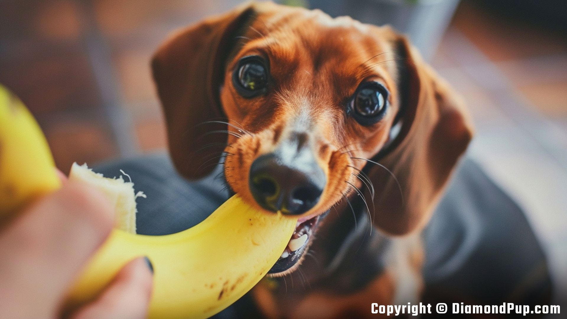 Photo of Dachshund Snacking on Banana