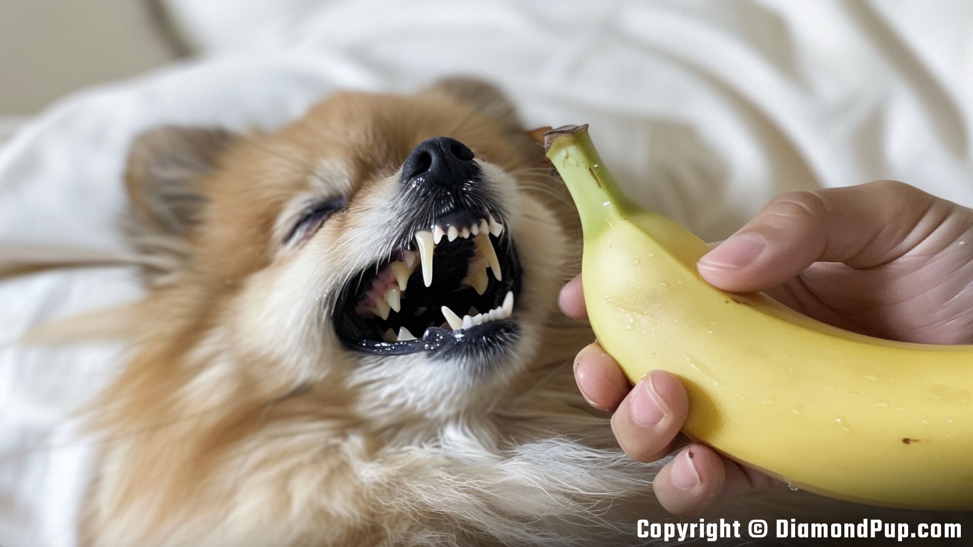 Photo of Pomeranian Snacking on Banana