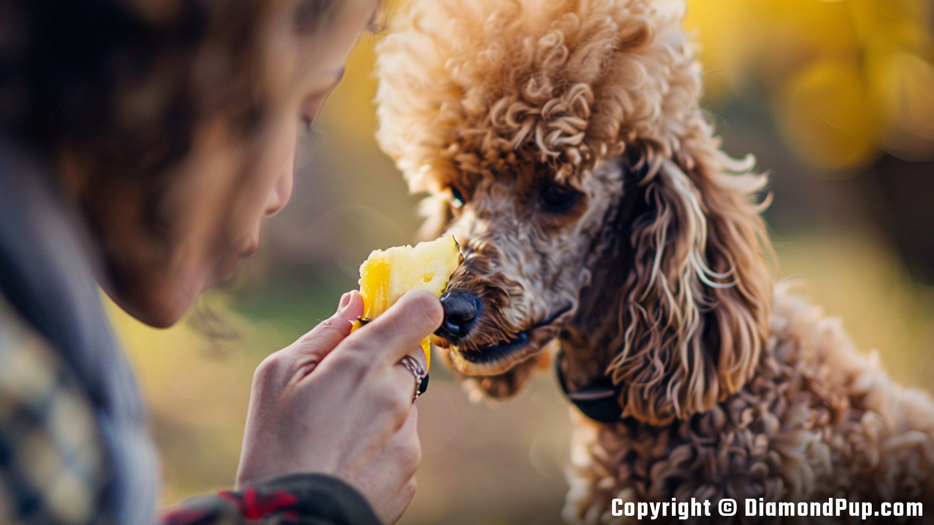 Photo of Poodle Eating Pineapple