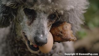 Photo of Poodle Snacking on Chicken