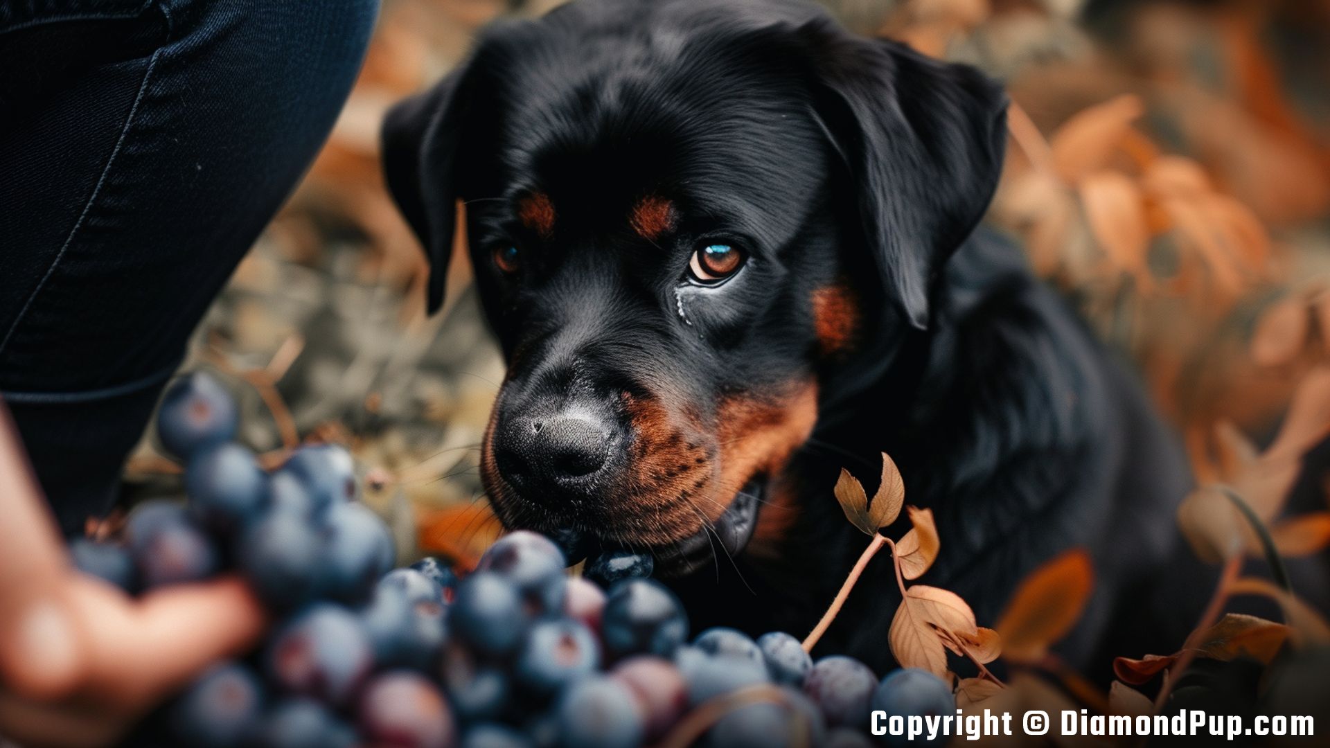 Photo of Rottweiler Eating Blueberries