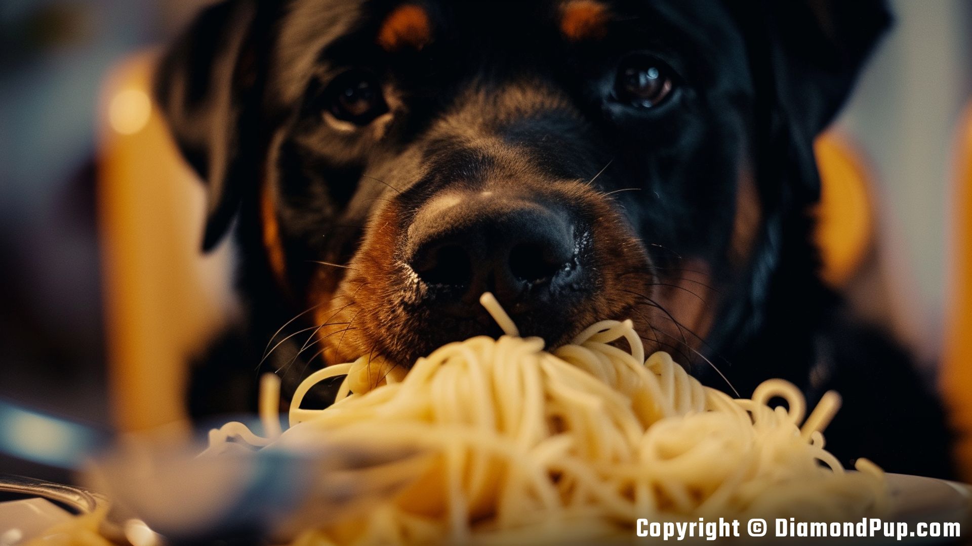 Photo of Rottweiler Eating Pasta