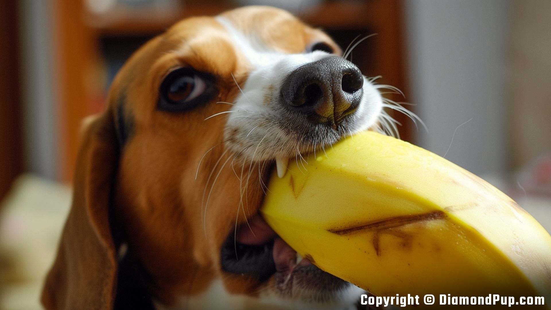 Photograph of a Cute Beagle Snacking on Banana