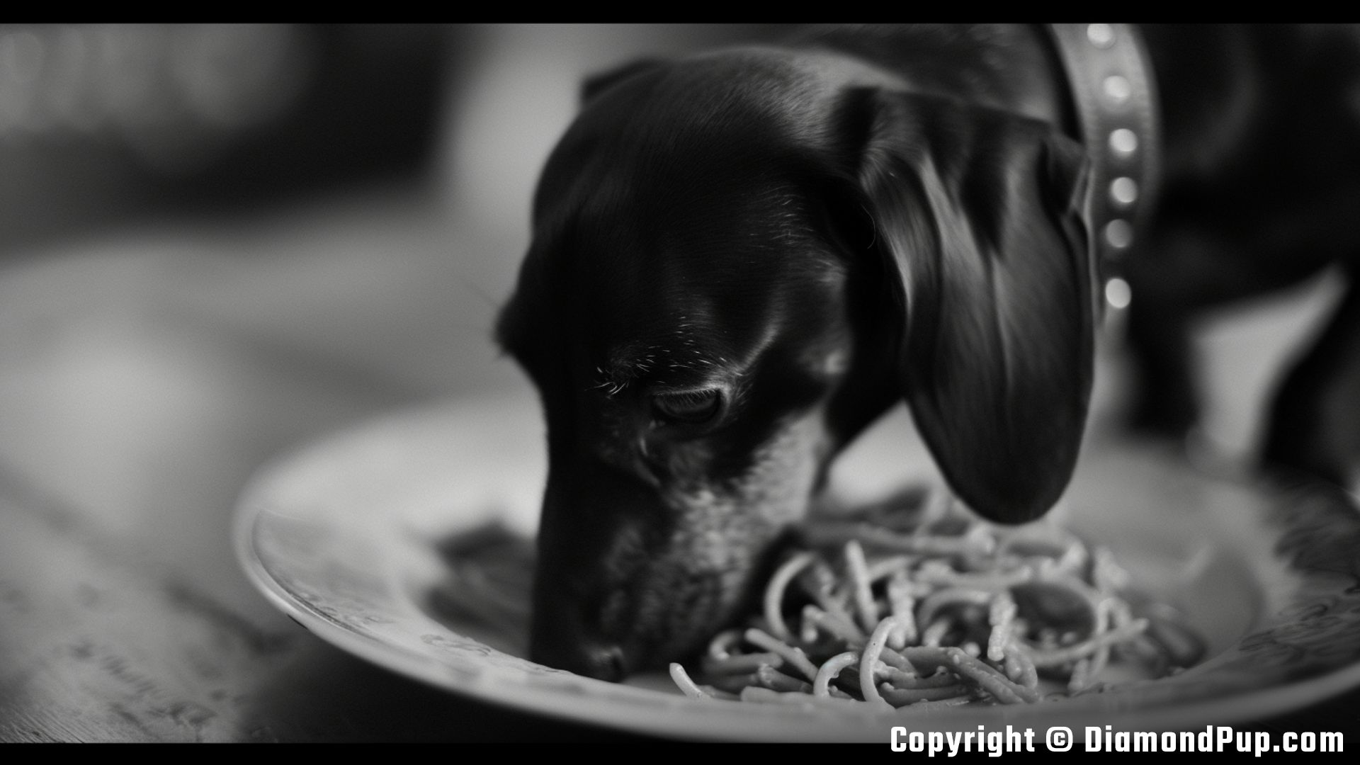 Photograph of a Cute Dachshund Snacking on Pasta