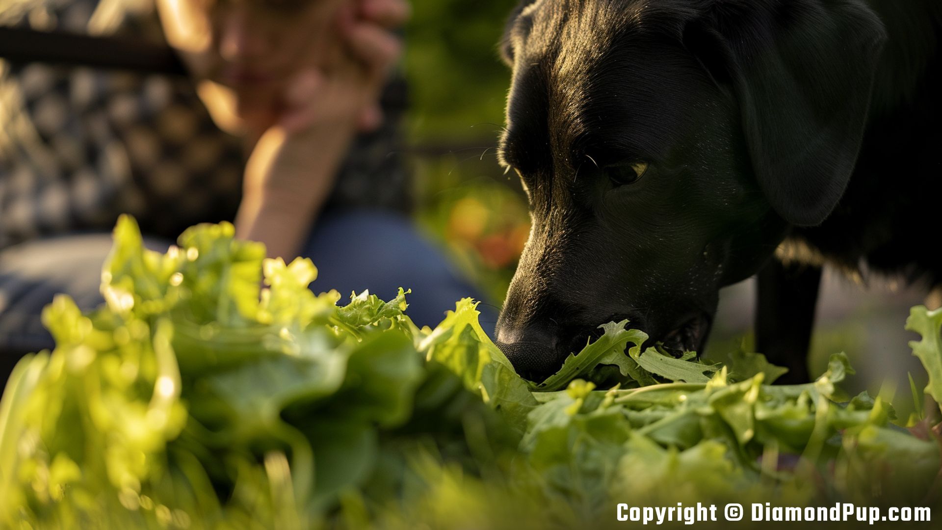 Photograph of a Cute Labrador Eating Lettuce