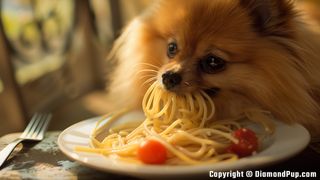 Photograph of a Cute Pomeranian Eating Pasta