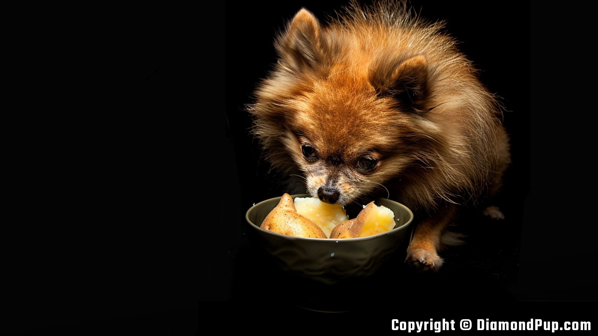 Photograph of a Cute Pomeranian Eating Potato