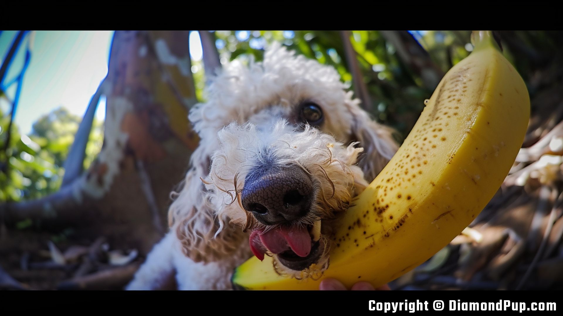 Photograph of a Cute Poodle Eating Banana