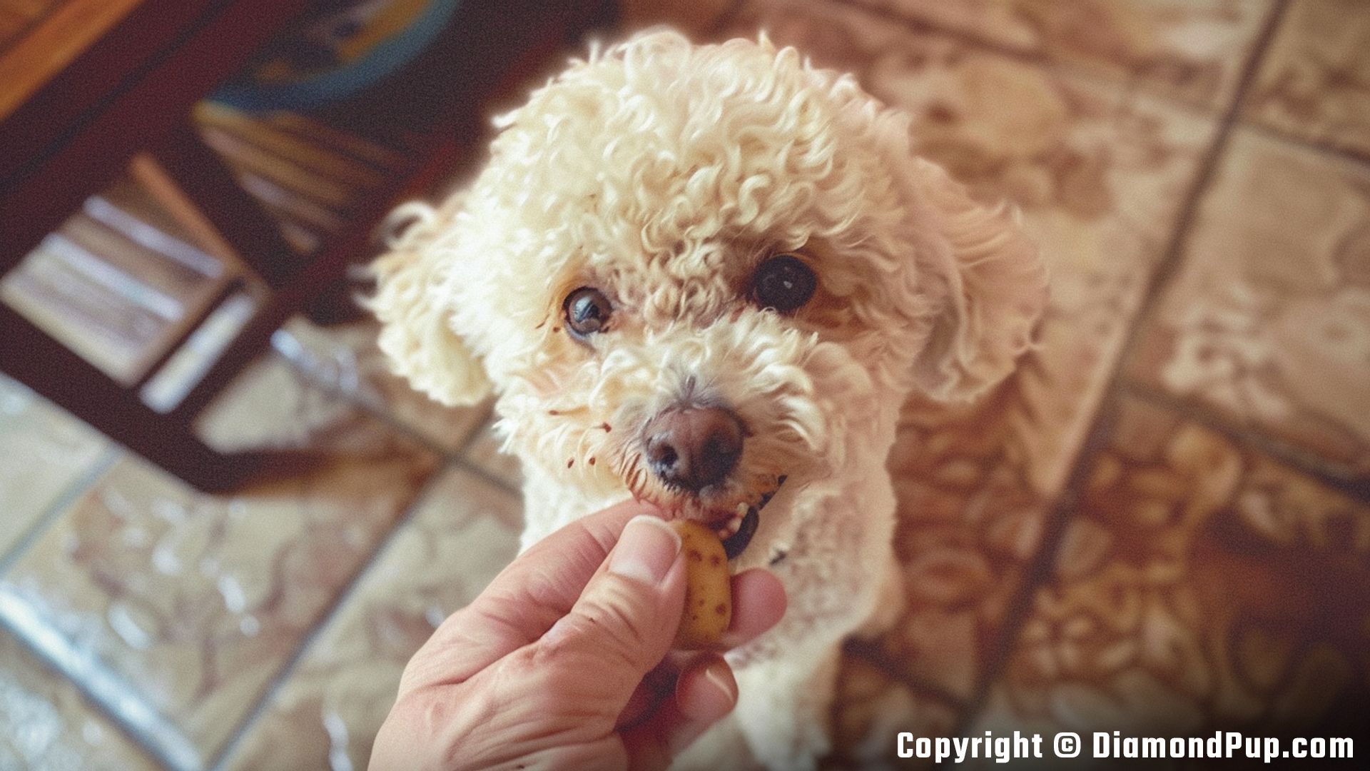 Photograph of a Cute Poodle Eating Potato