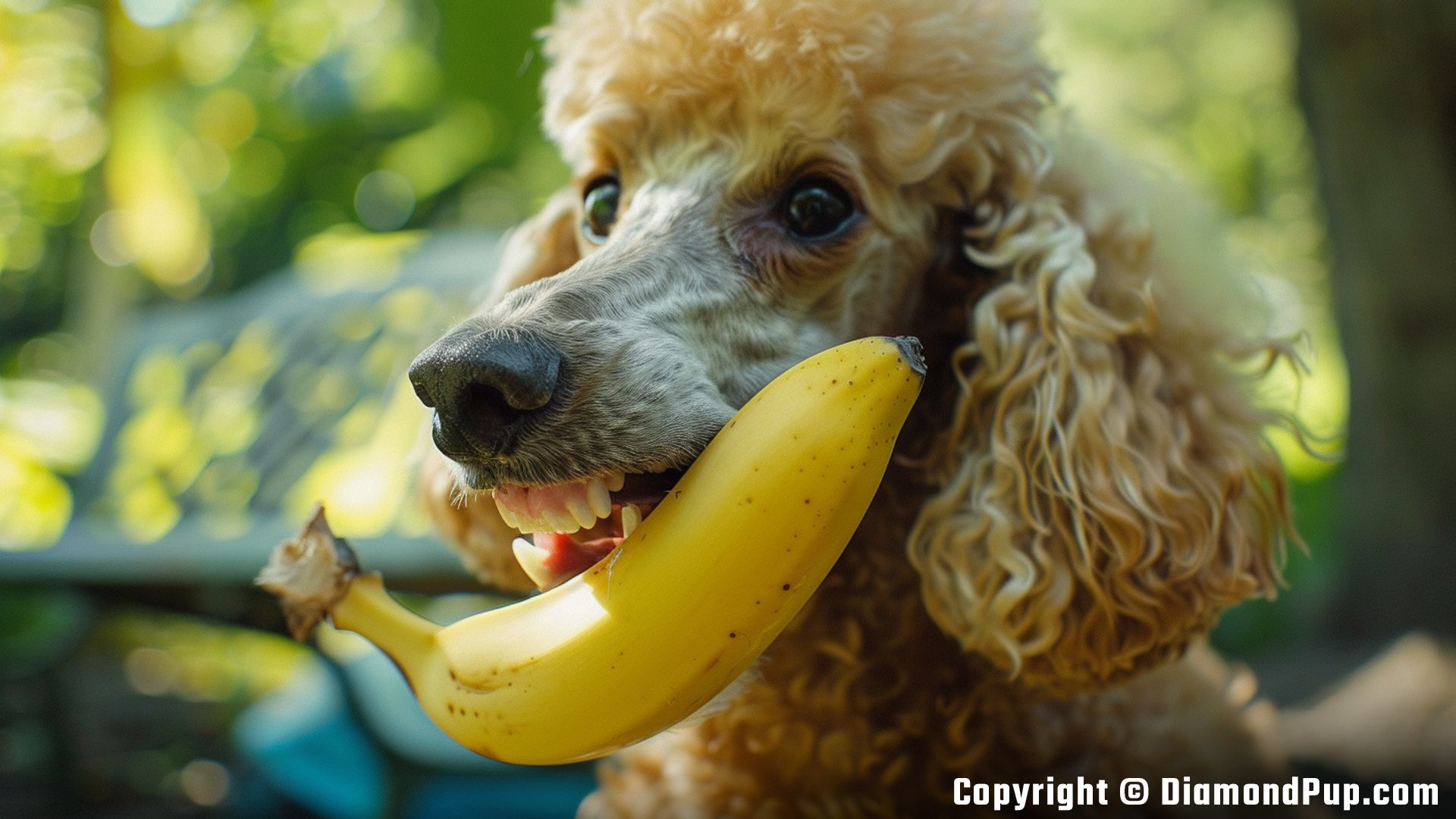 Photograph of a Cute Poodle Snacking on Banana